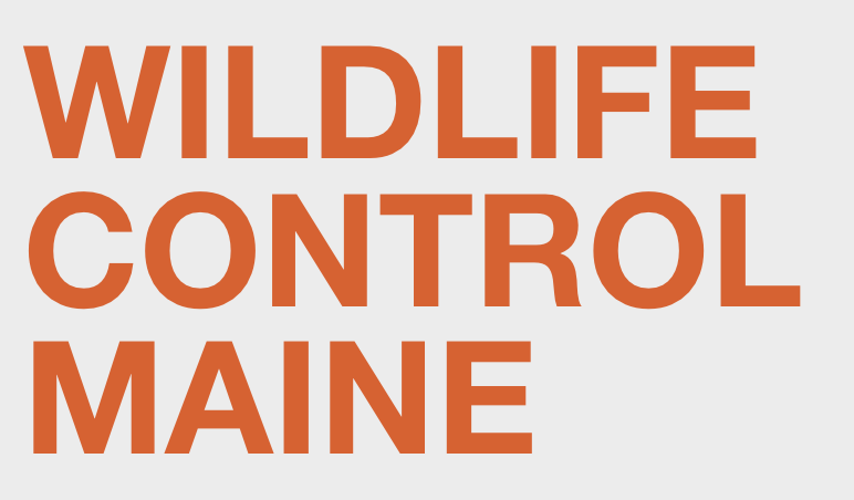 Wildlife Control Maine | Animal Damage Control | Bats in Maine