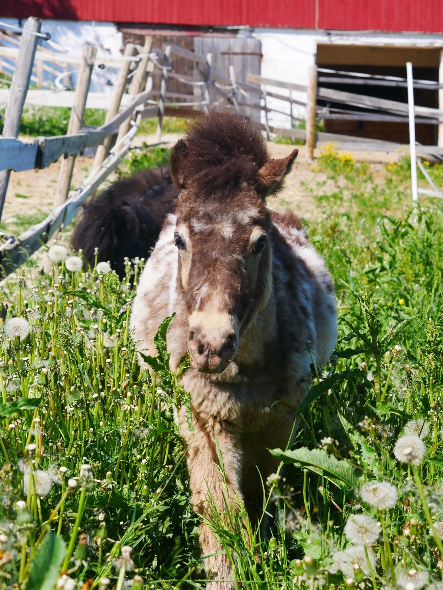 En sjarmerende pony går gjennom en grønn mark med blomster, med en rød bygning i bakgrunnen.
