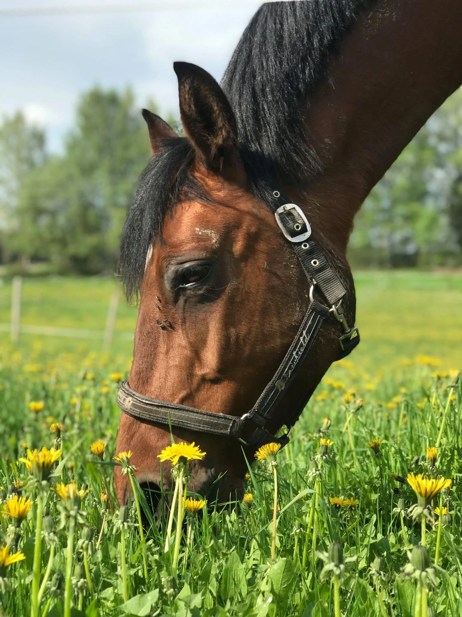 Hest som spiser gress og gule blomster i en åker