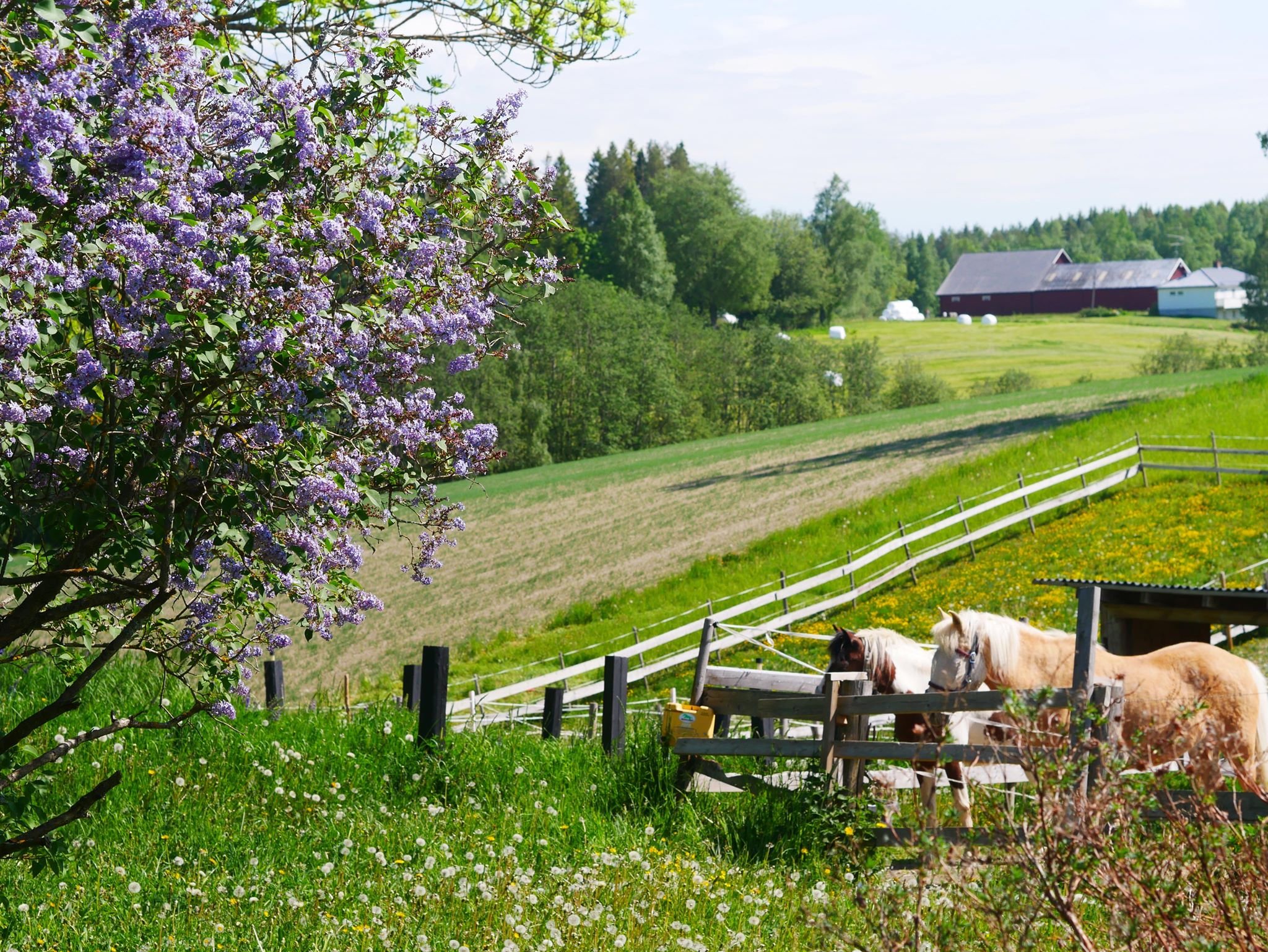 En åker med fyra hästar, ett staket, en blomstrande syrenbuske och en bondgård i bakgrunden med gröna fält och träd.
