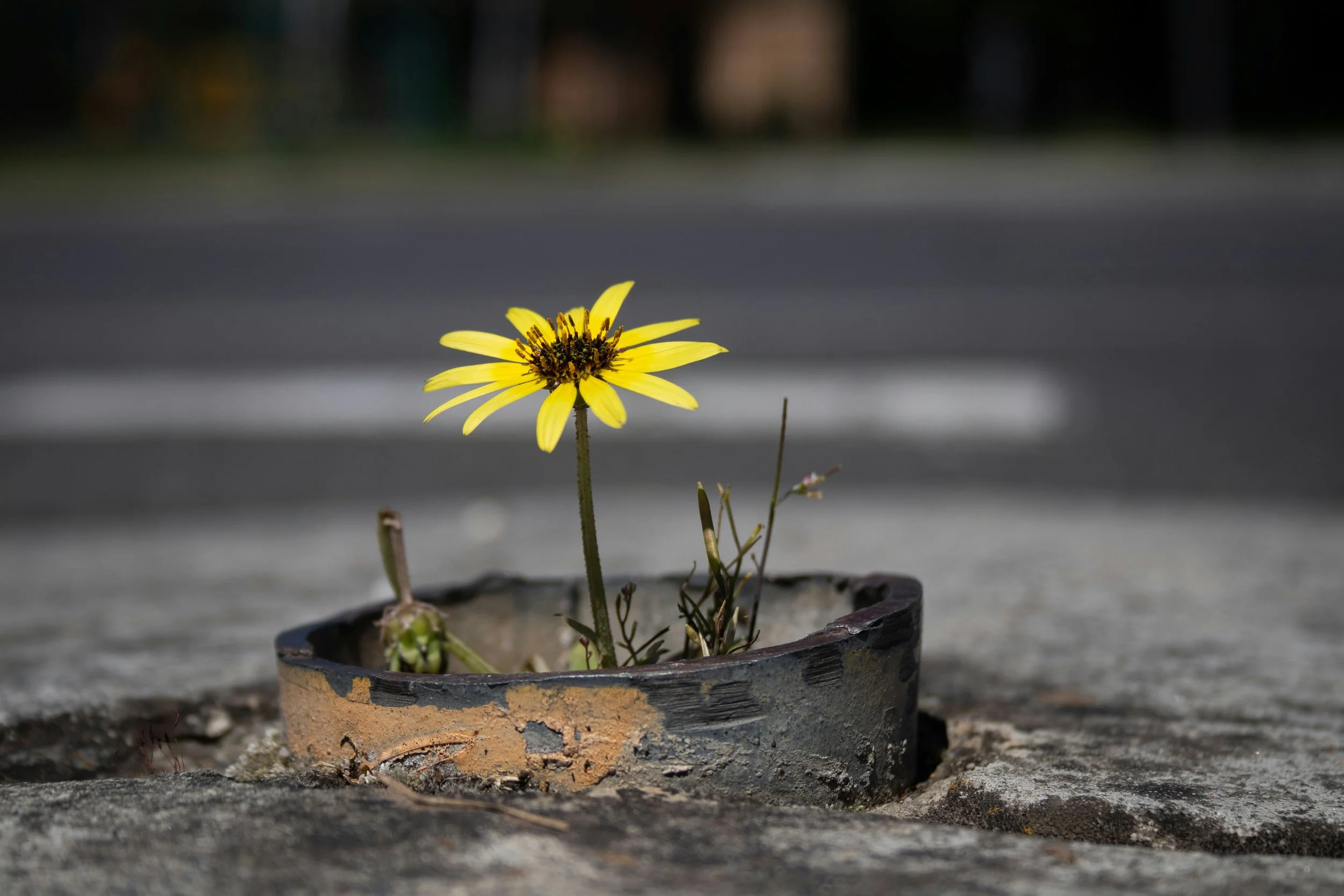 Gelbe Blume wächst durch einen Betonring am Straßenrand – Symbol für innere Transformation und neue Klarheit.