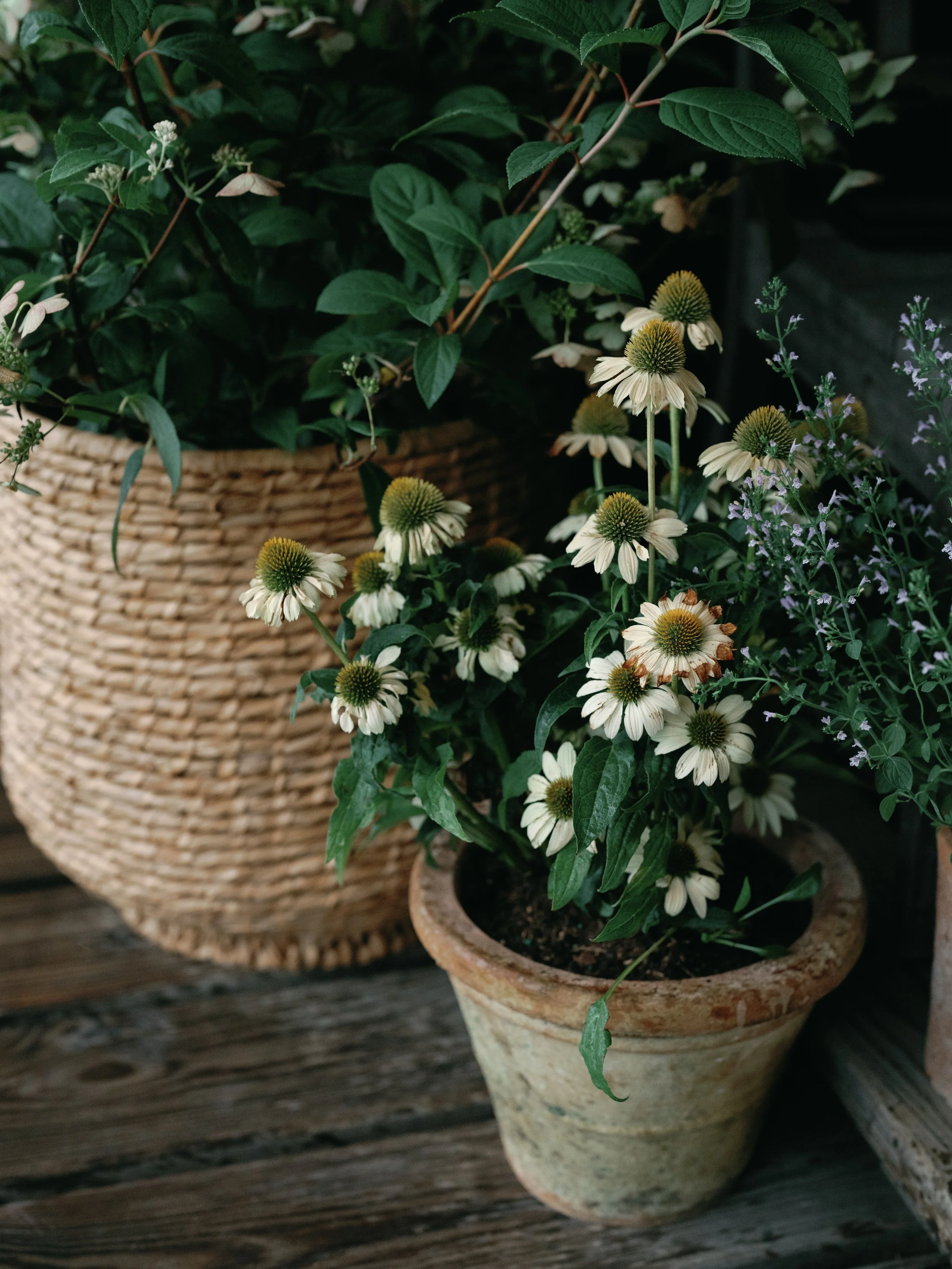 01. Haley  David-0121.jpg