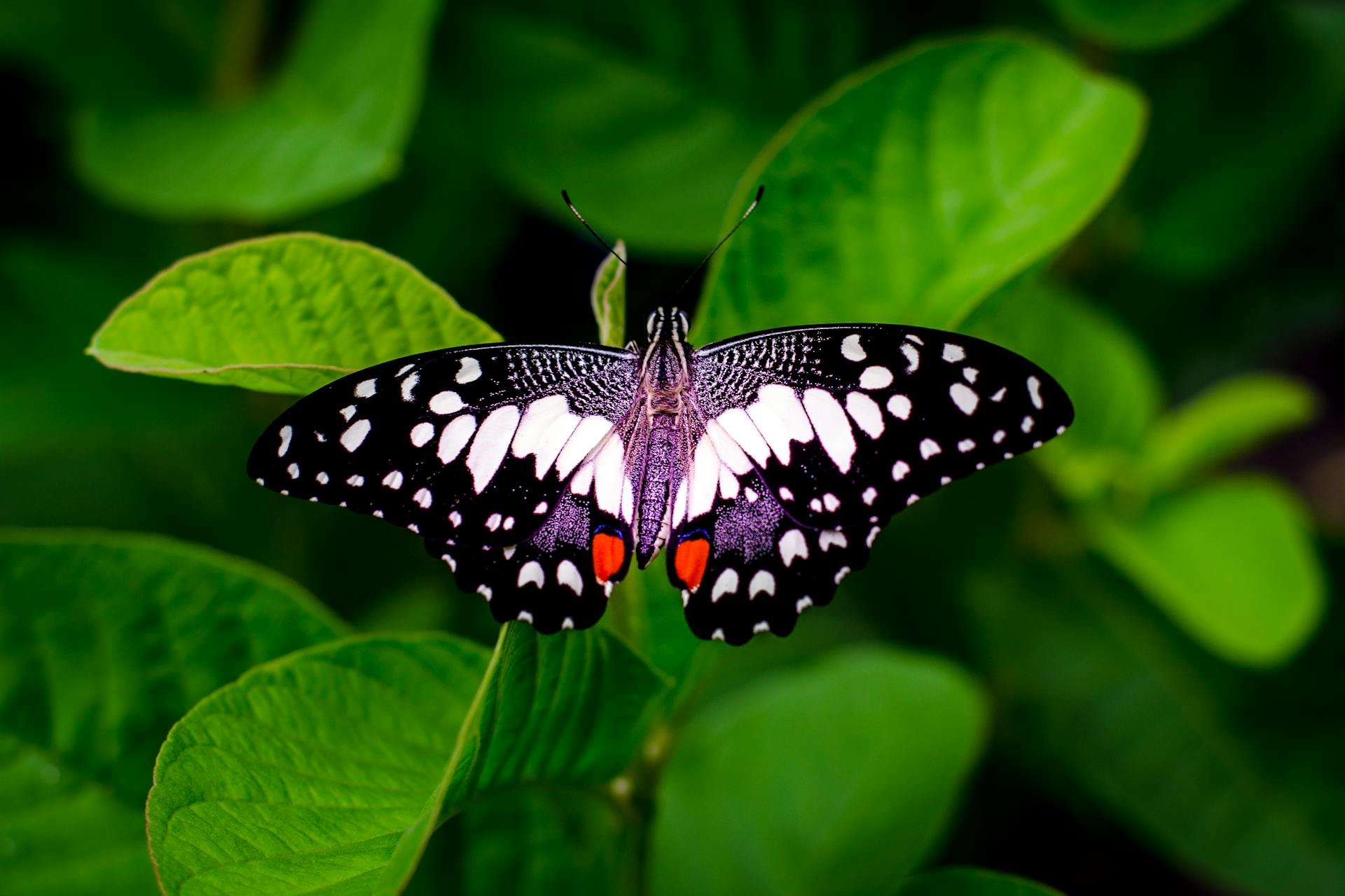 Opportunity Costs & The Butterfly Effect