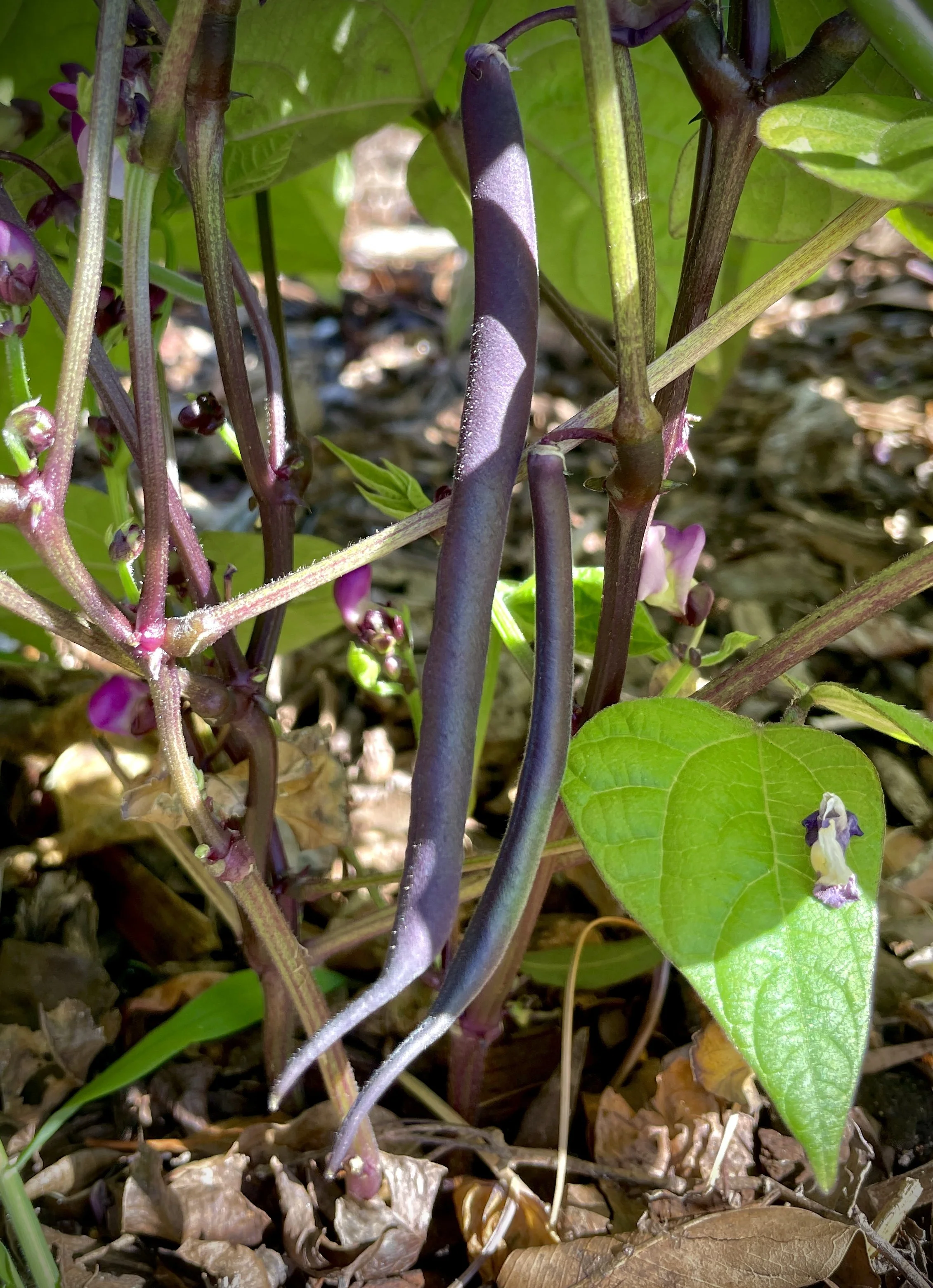 Purple Pole Beans 001 by Errorgardener.JPG