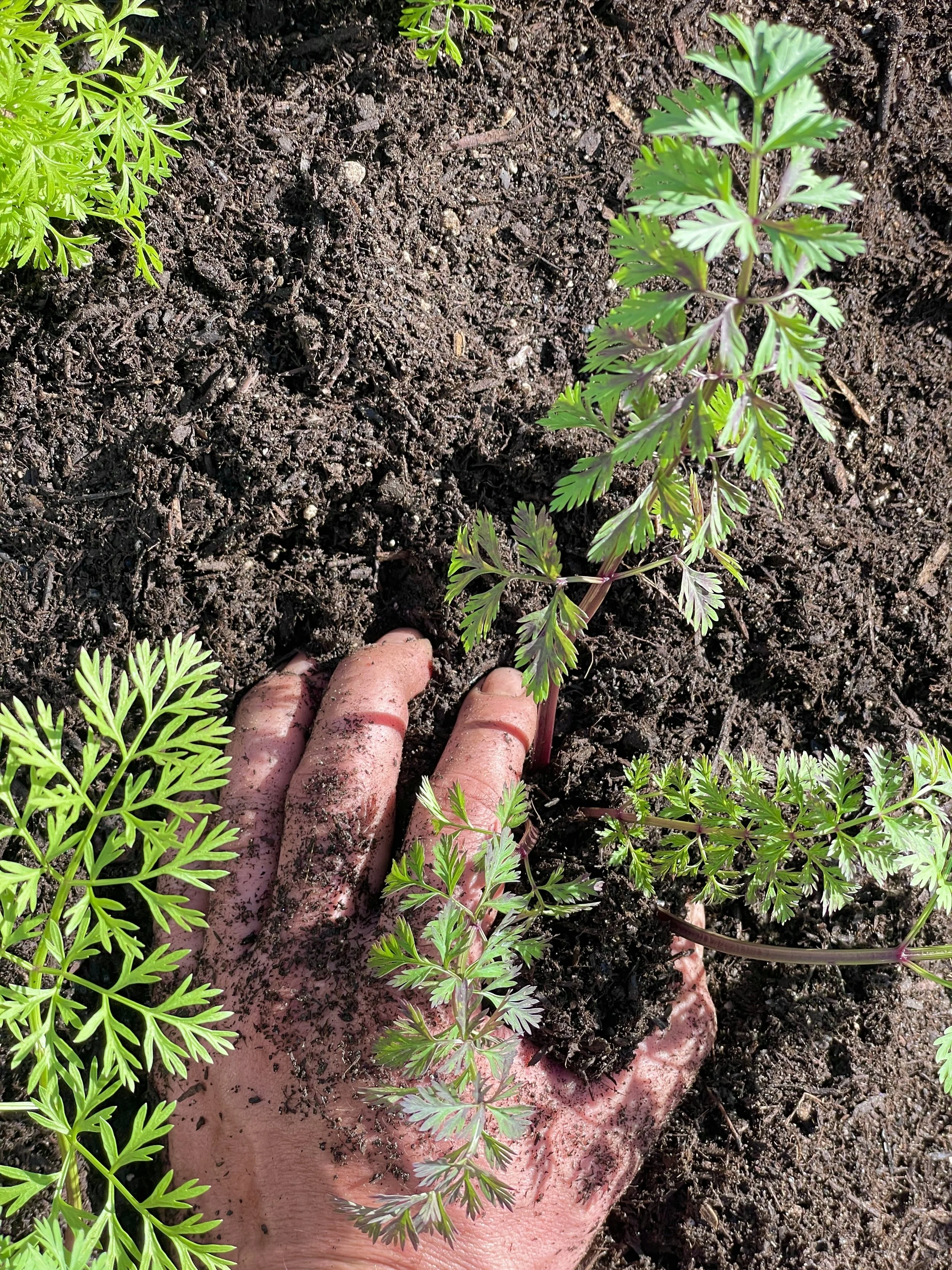 Purple Carrot transplant 001 by Errorgardener.JPG