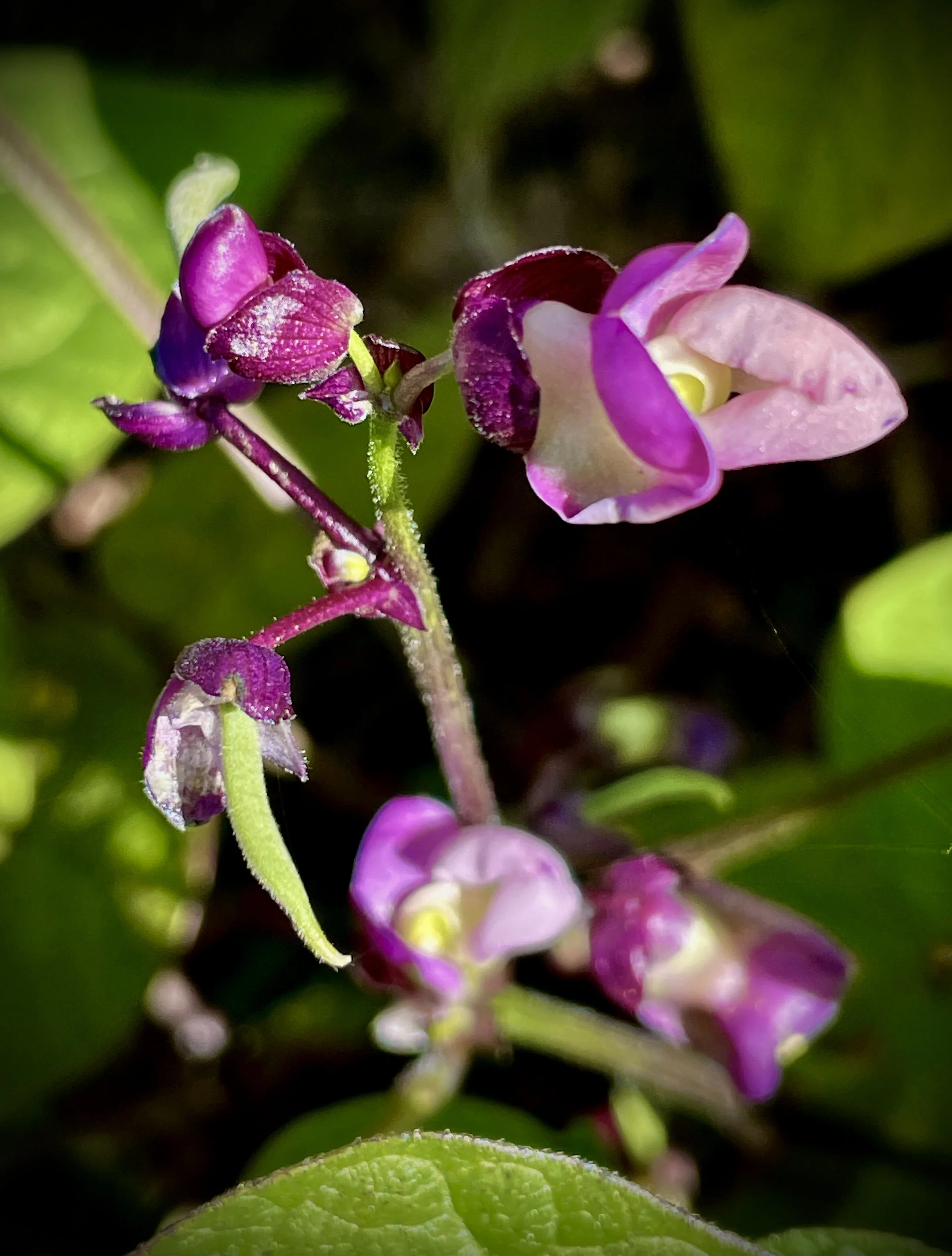 Pole Bean Flower 001 by Errorgardener.JPG