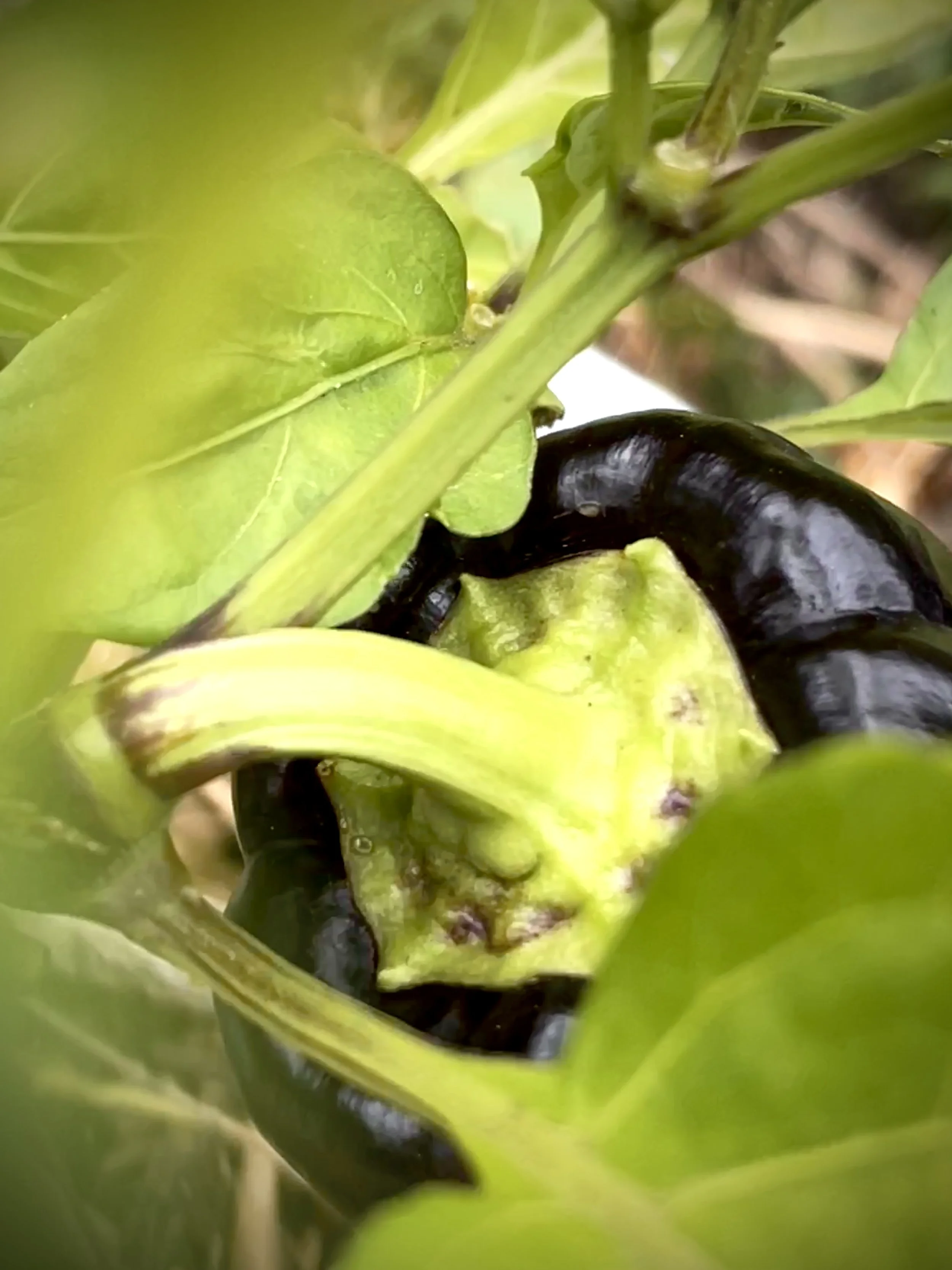 Purple Bell Pepper 001 by Errorgardener.JPG