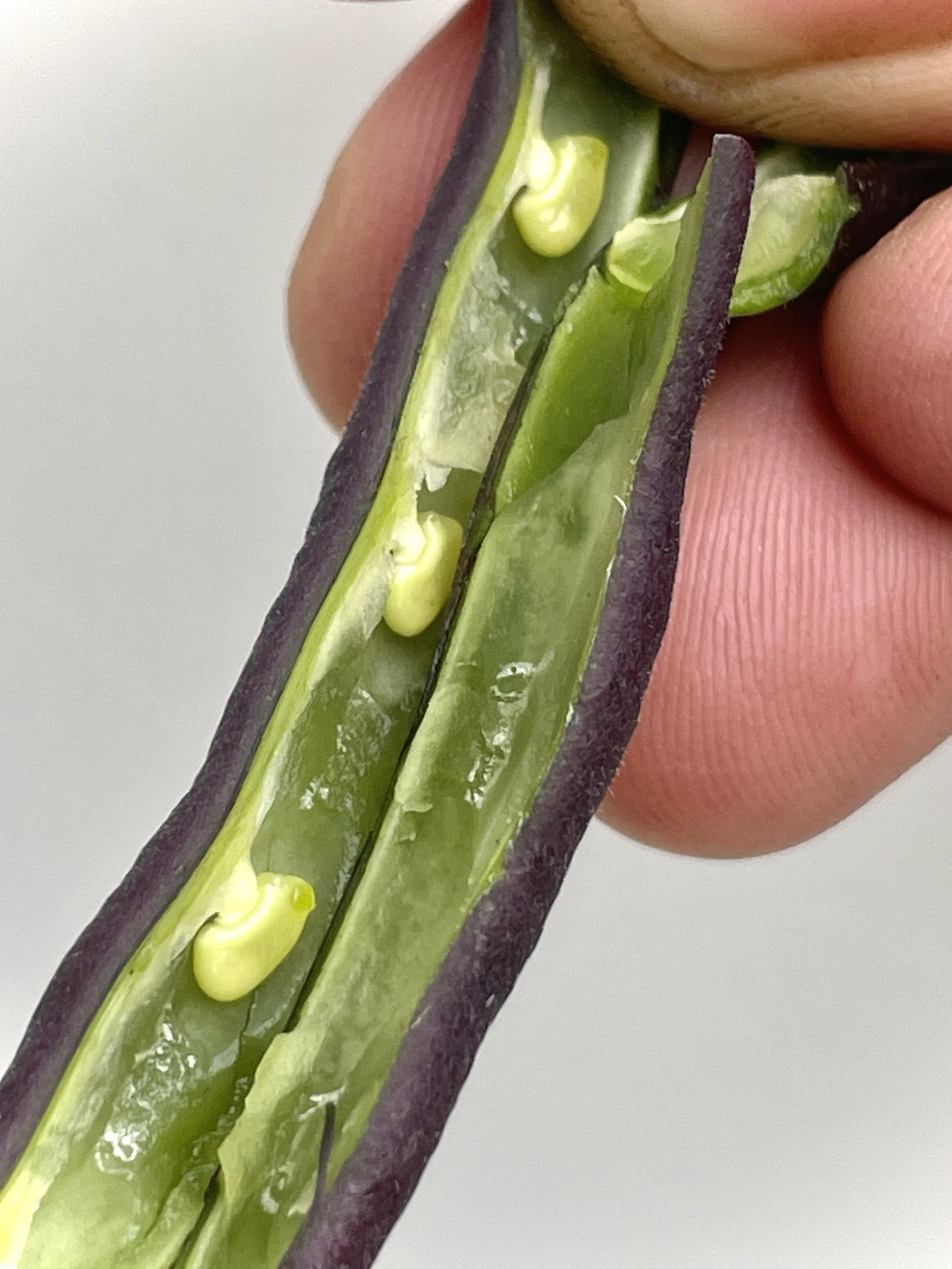 Pole Bean Cross section by errorgardener.jpg
