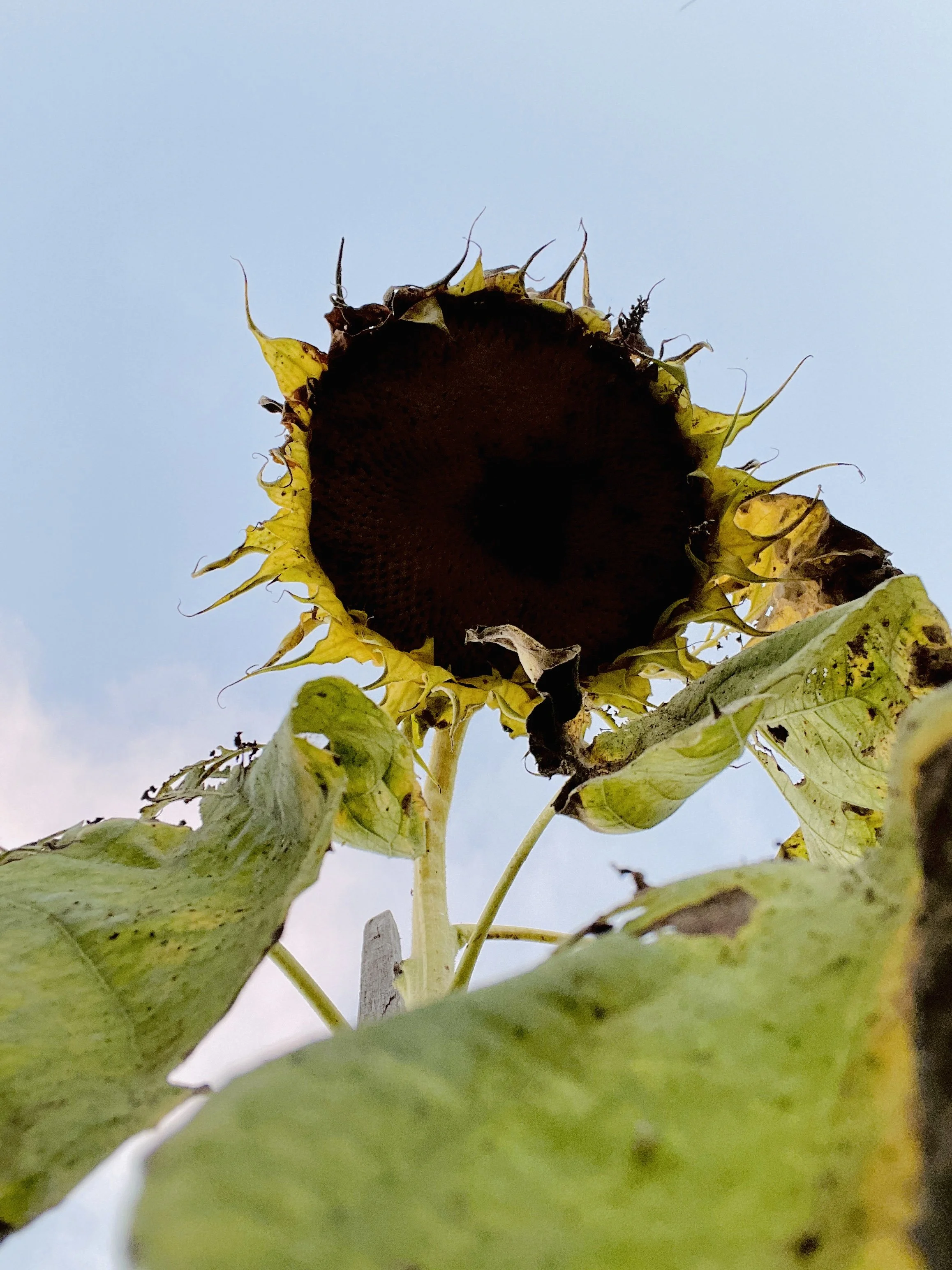 CHROMATIC SUNFLOWER IRL by Errorgardener.jpg