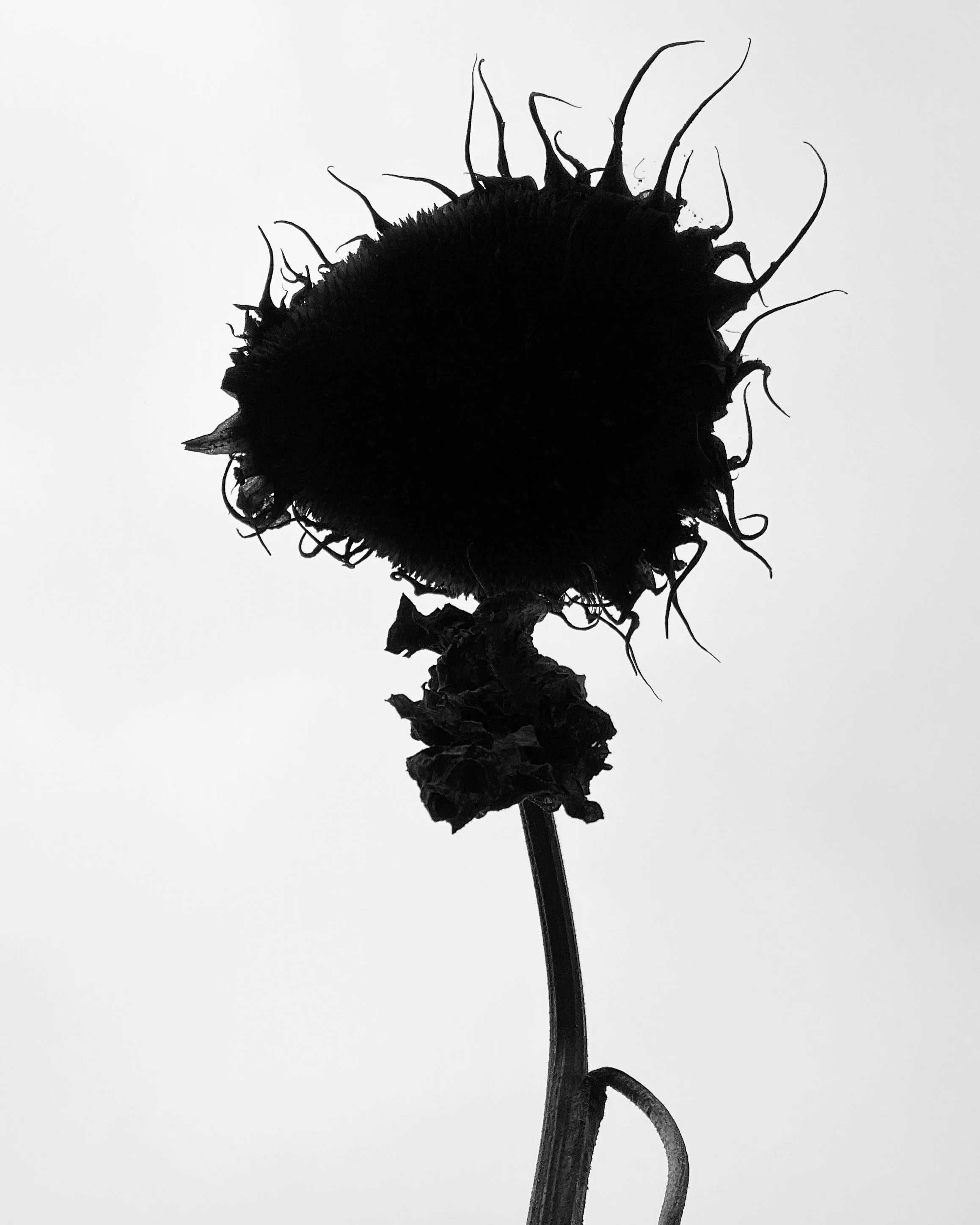 MONOCHROMATIC SUNFLOWER IRL by Errorgardener.JPG