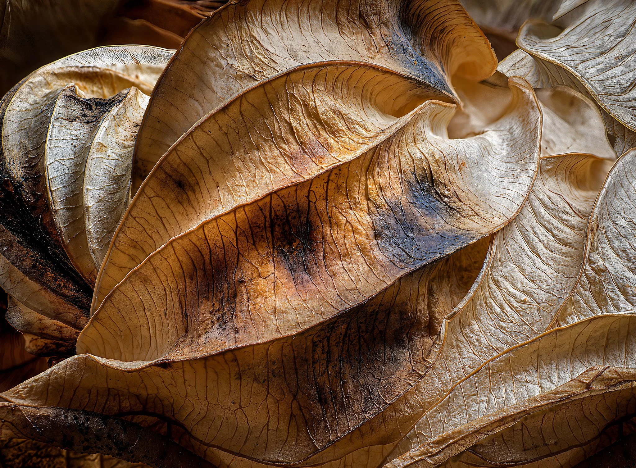 52 Frames Chalenge for "Texture"