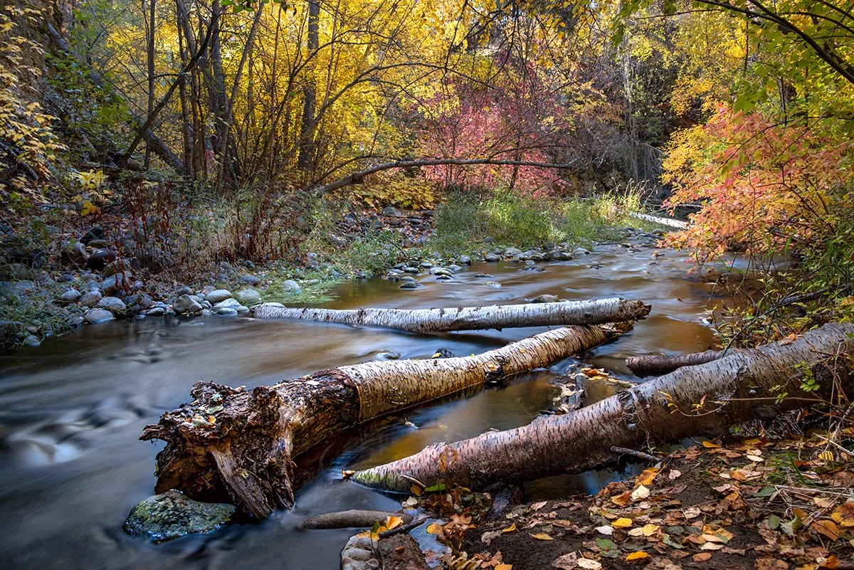 Fallen Trees, West Kelowna BC