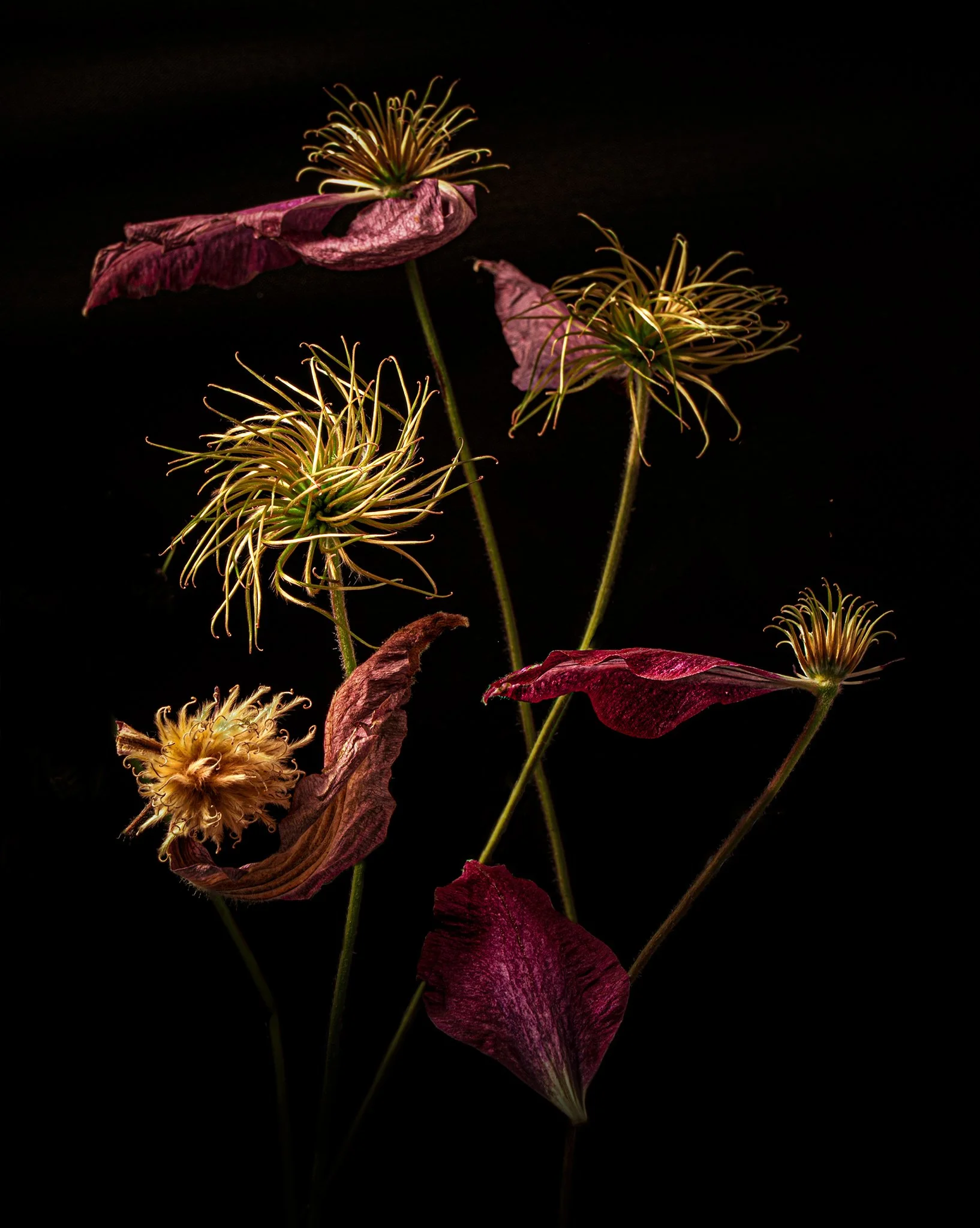 Wabi Sabi, Clematis