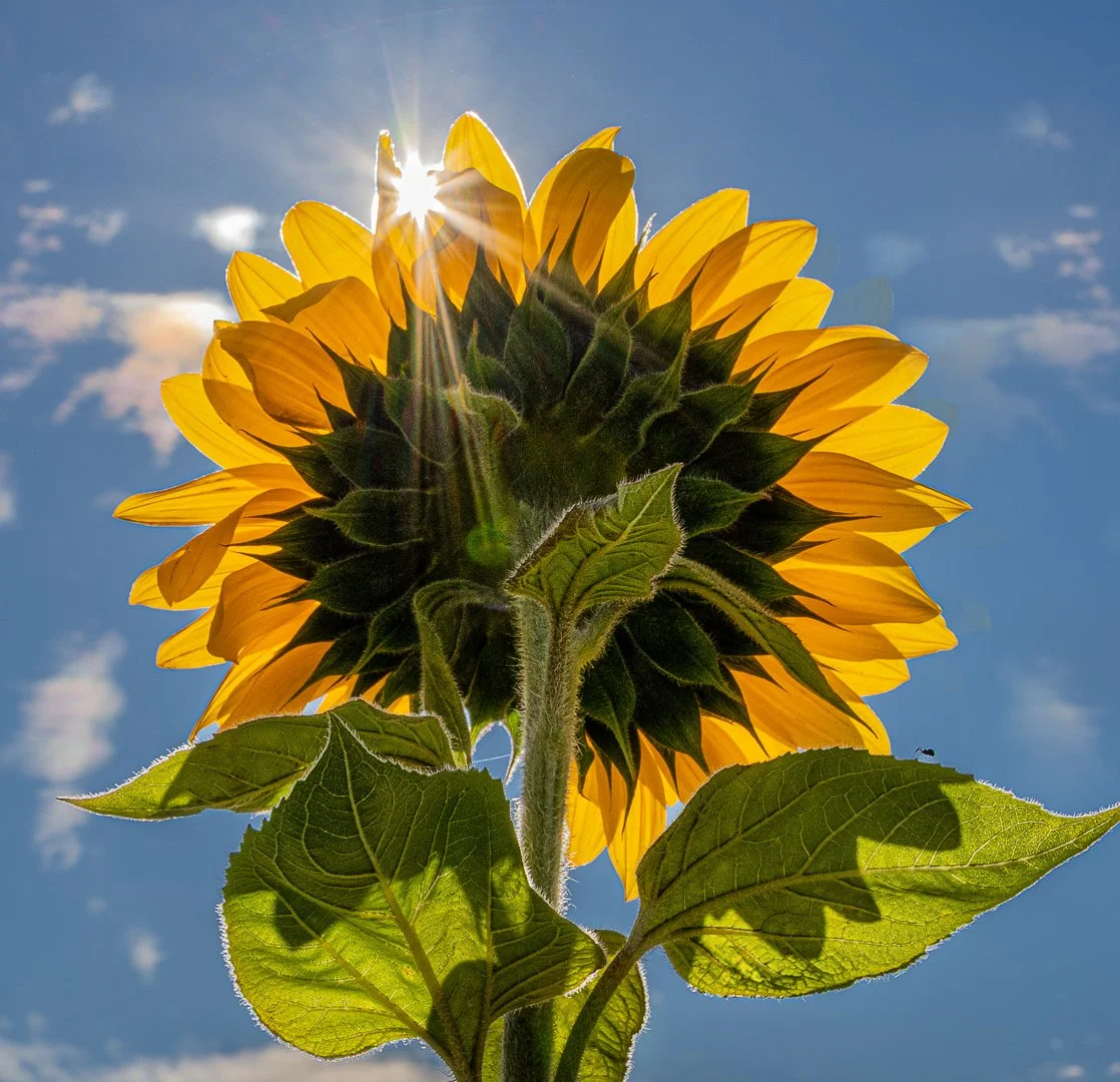 Sunflower Festival, Armstrong BC