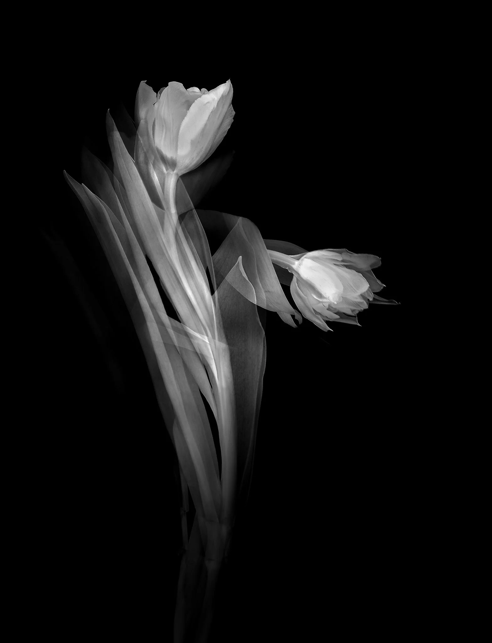 Dancing Tulips