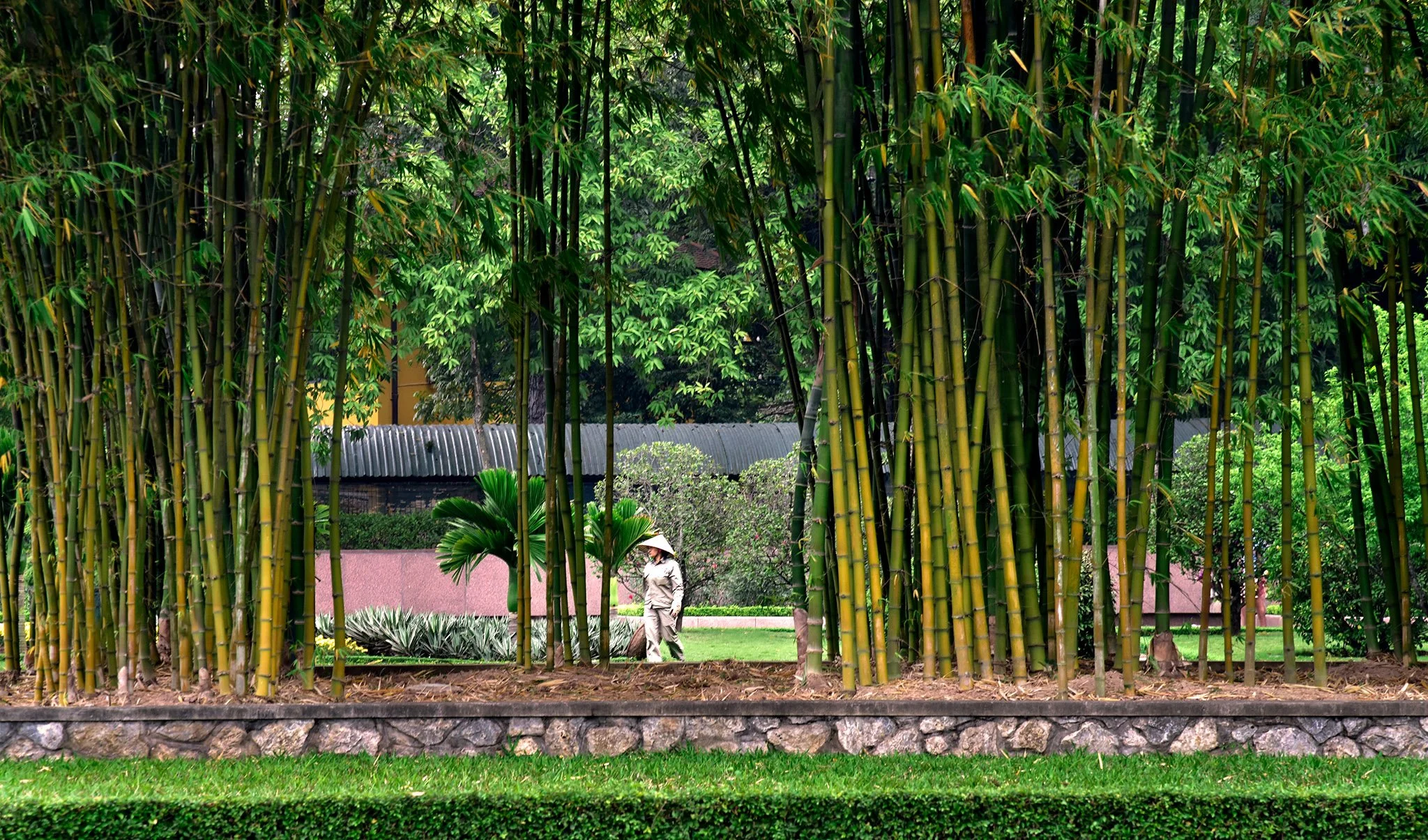 Bamboo Forest, Cambodia