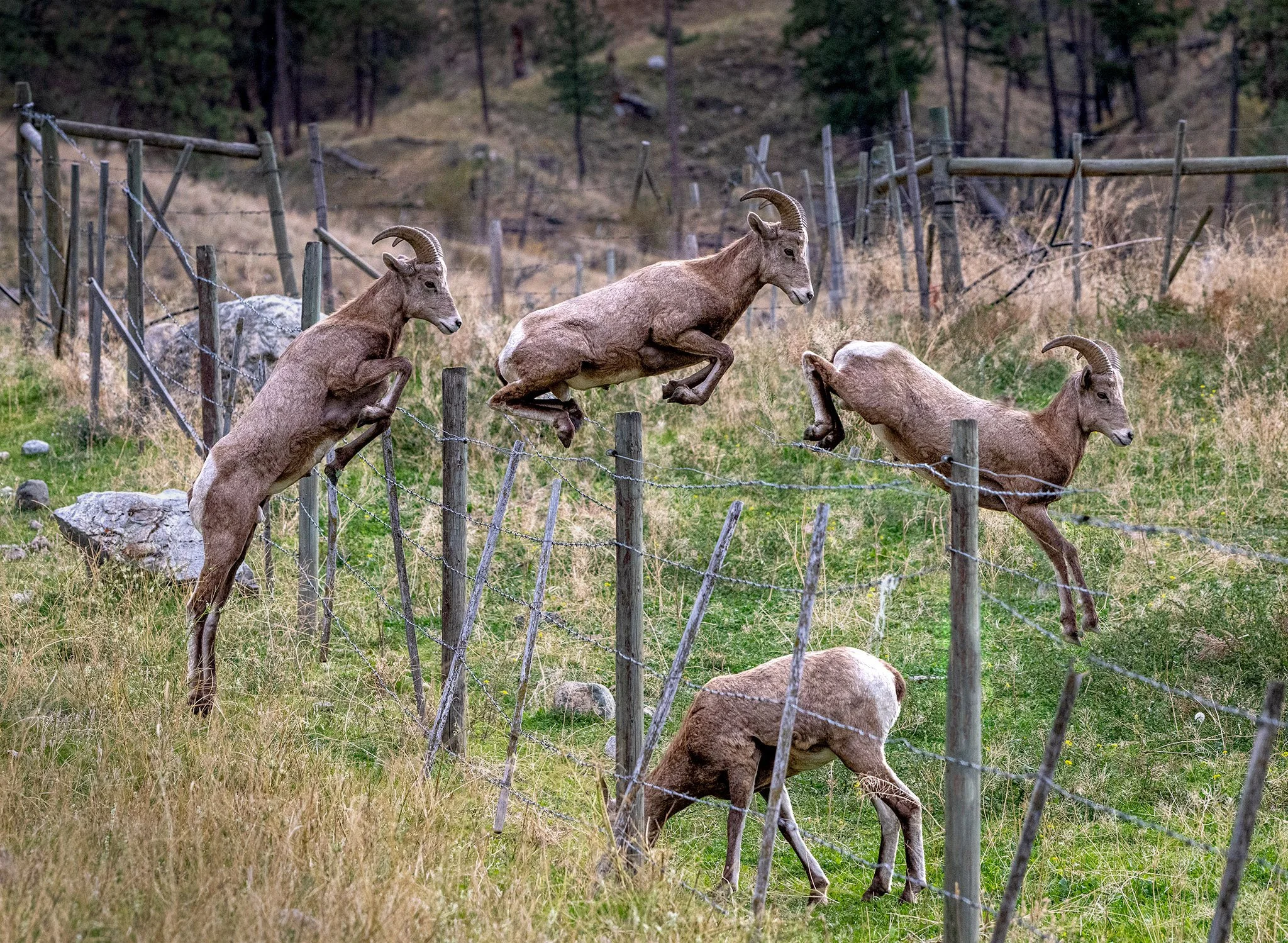 Jumping, Oliver BC