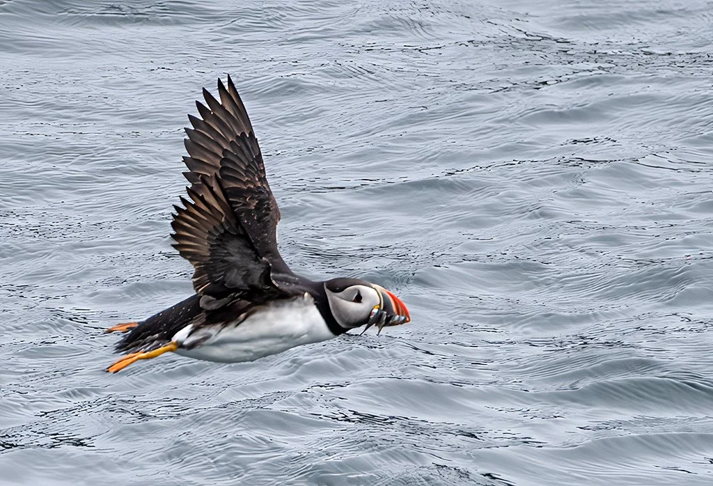 Puffin in Flight, Cape Spear Newfoundland
