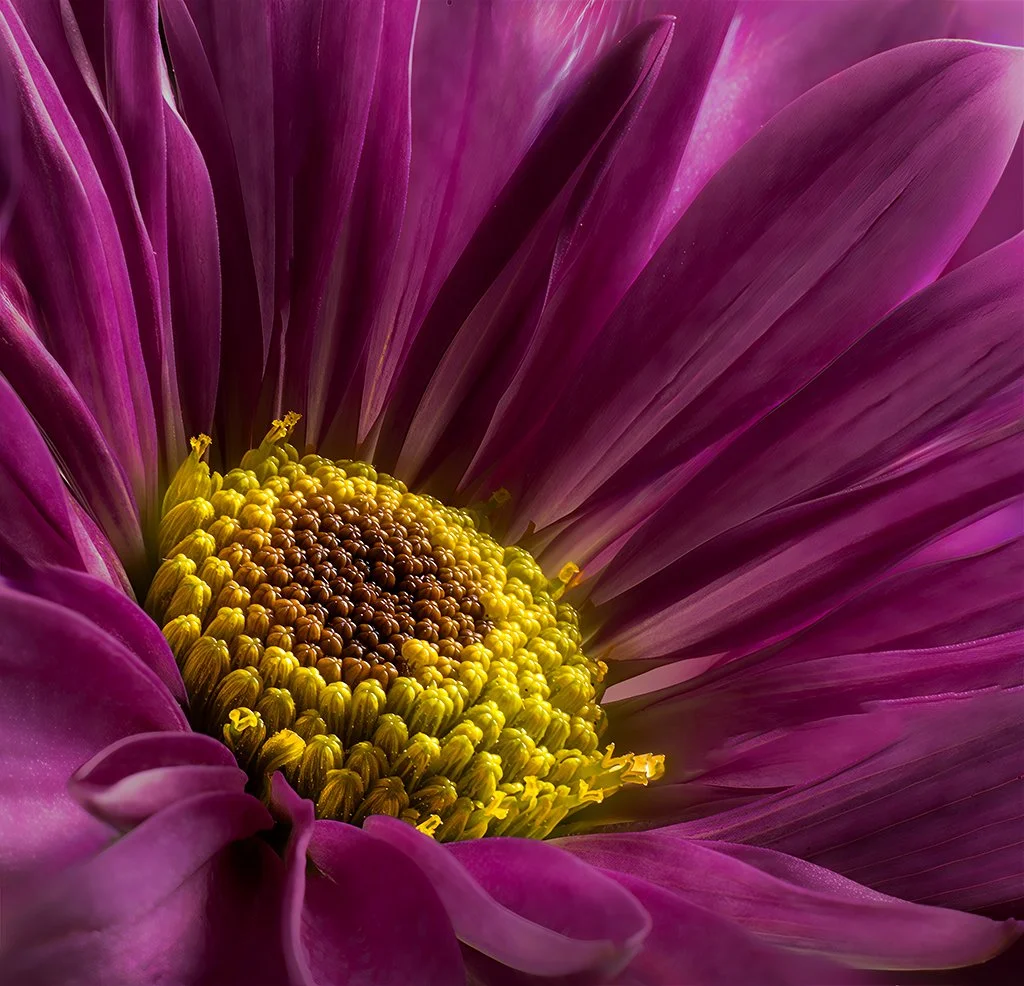 Gerbera Daisy