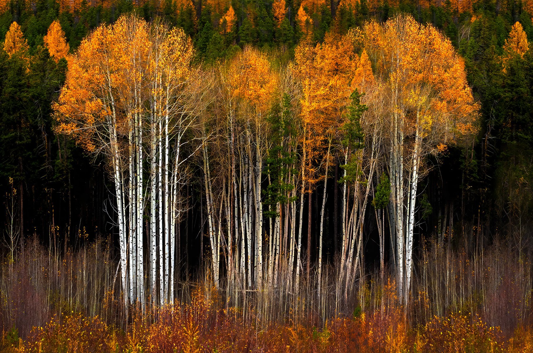 Autumn Glory, Penticton