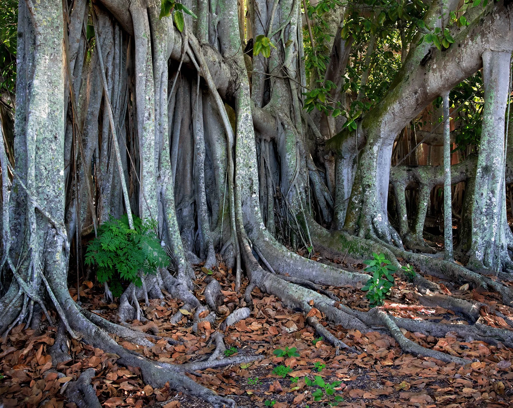 Banyon Trees, Fort Myers Florida