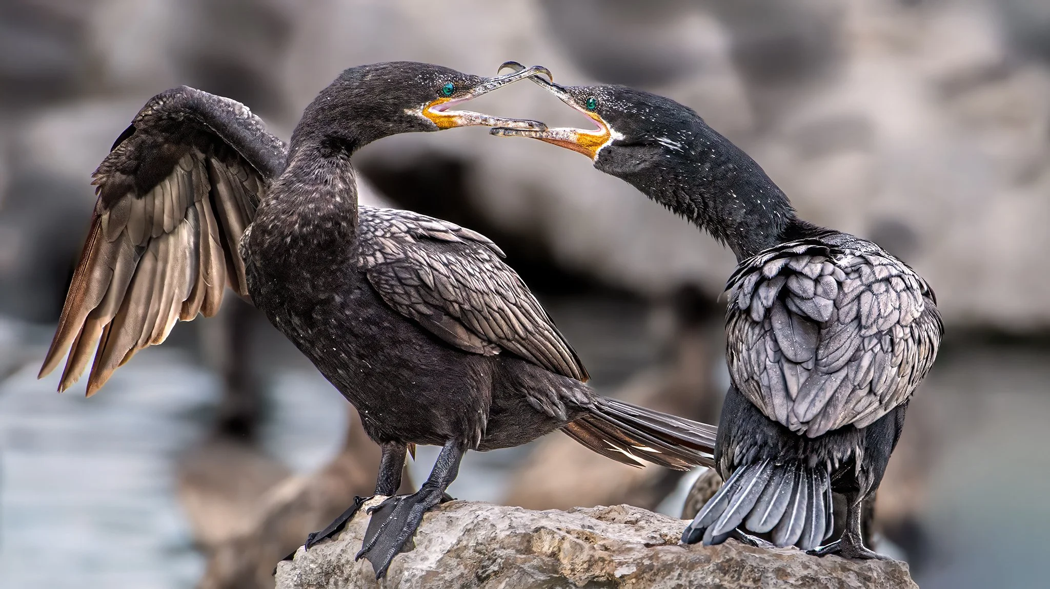 52 Frame's Top 52 Pic, Gilbert AZ