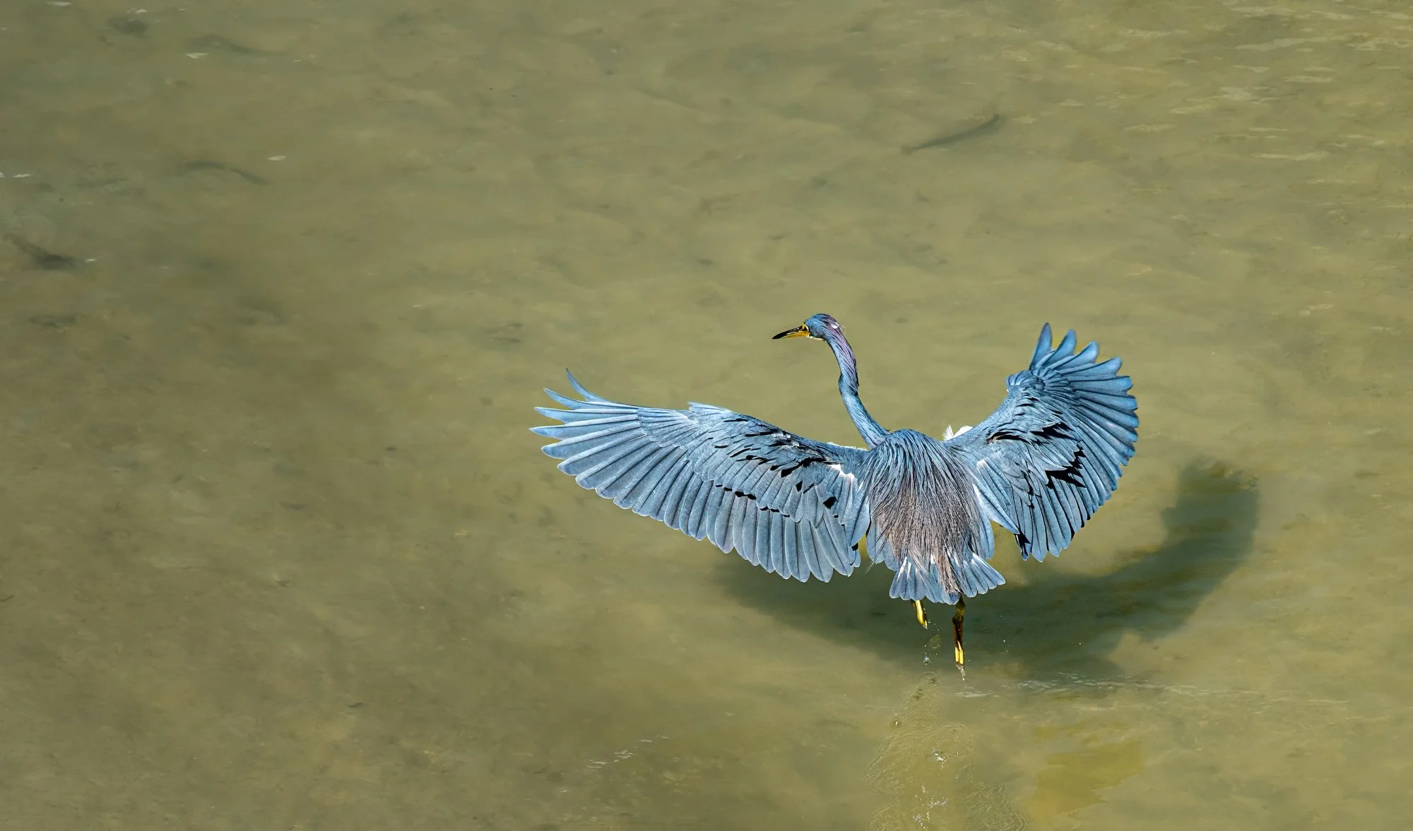 Heron Wings, Fort Myers Florida