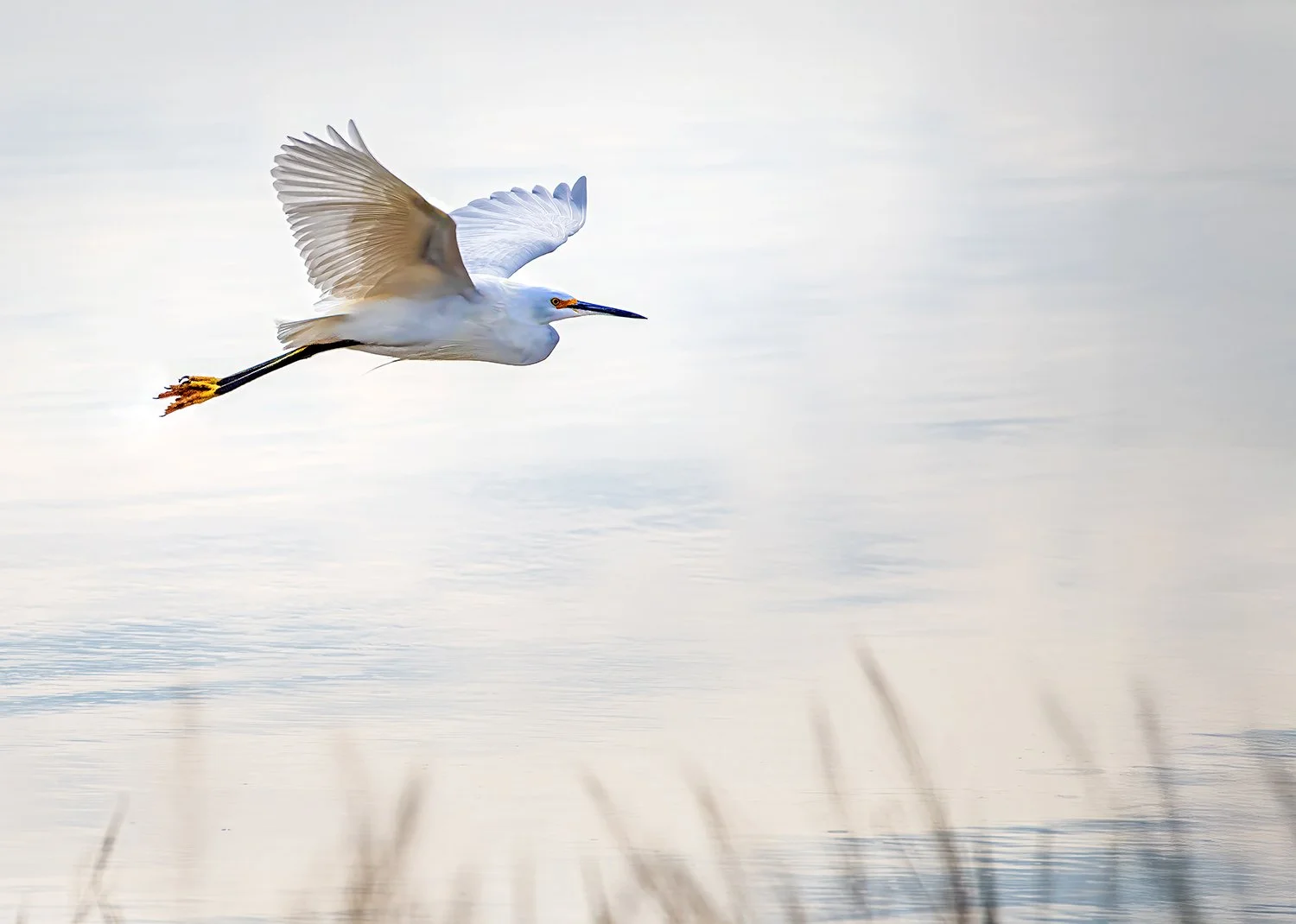 Gliding into Quiet, Gilbert Arizona