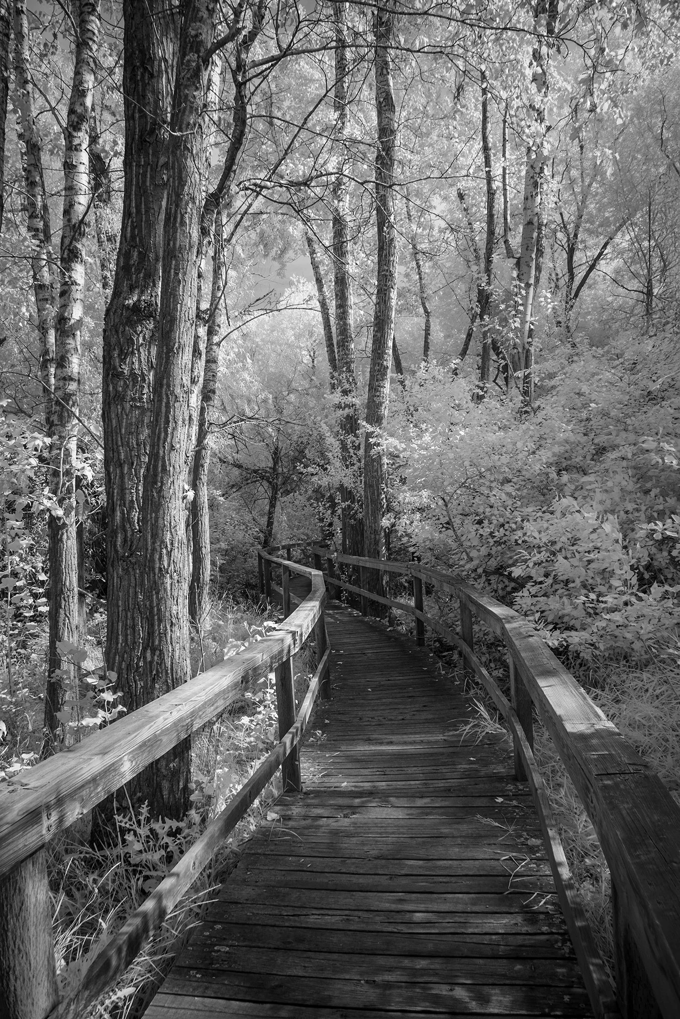 Path Shot in Infrared, Kelowna BC