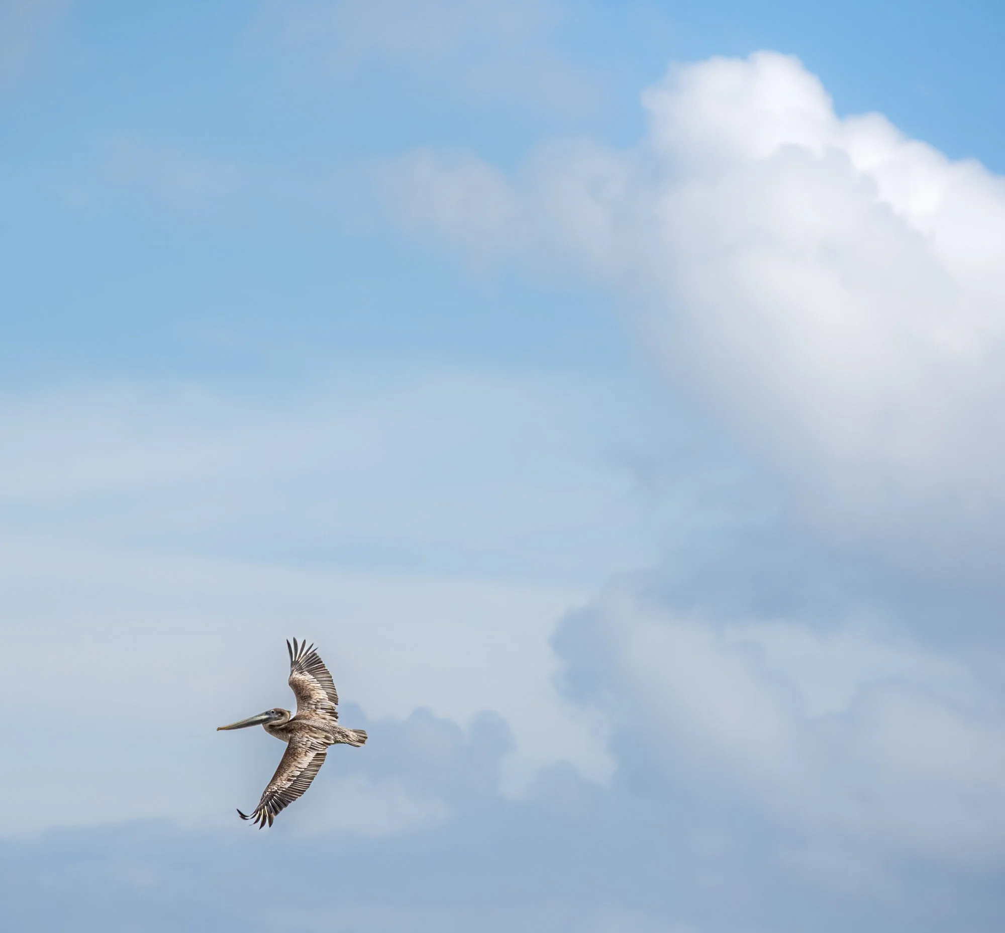 Pelican in Flight, Cancun Mexico