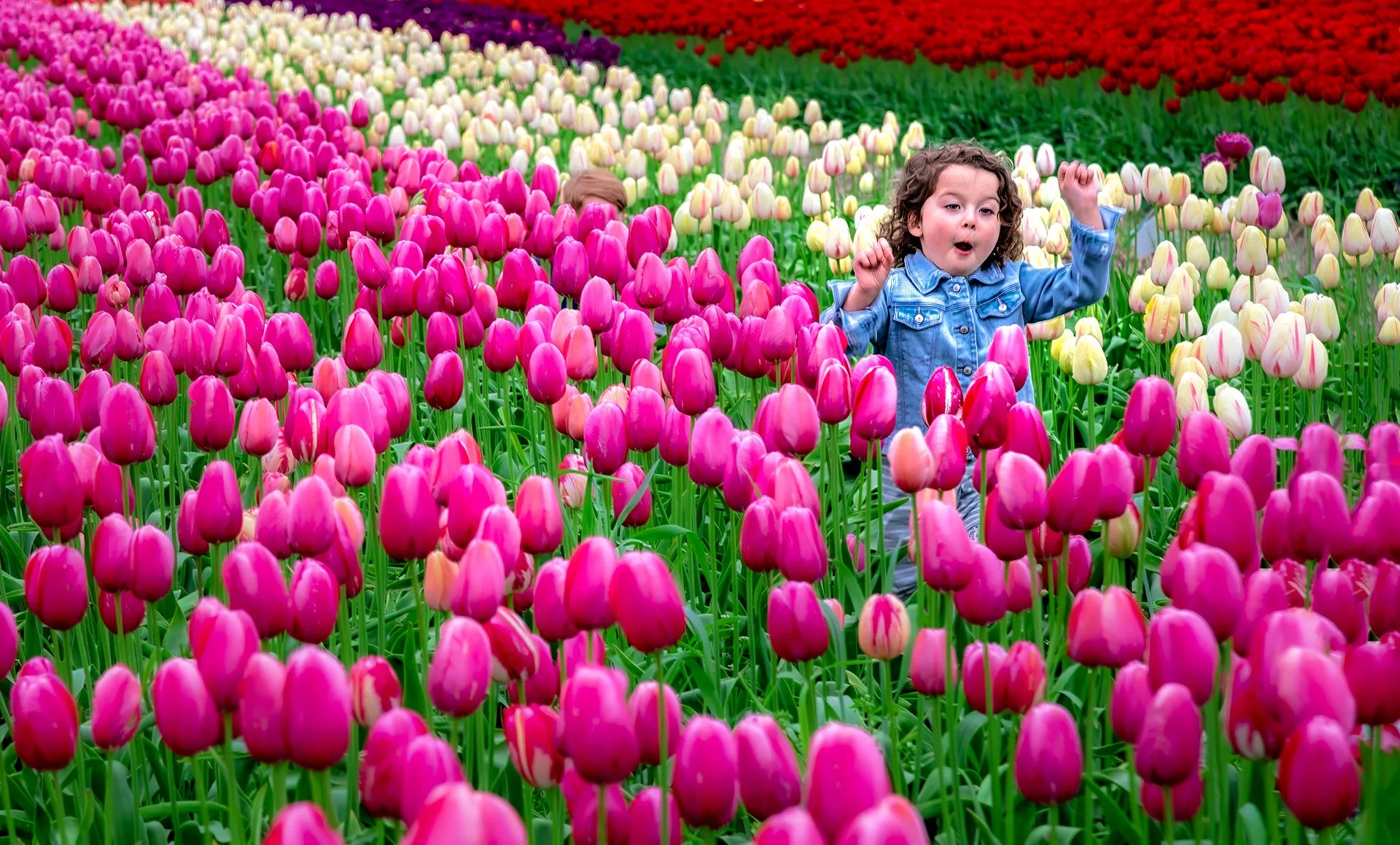 Running in the Tulips, Abbotsford BC