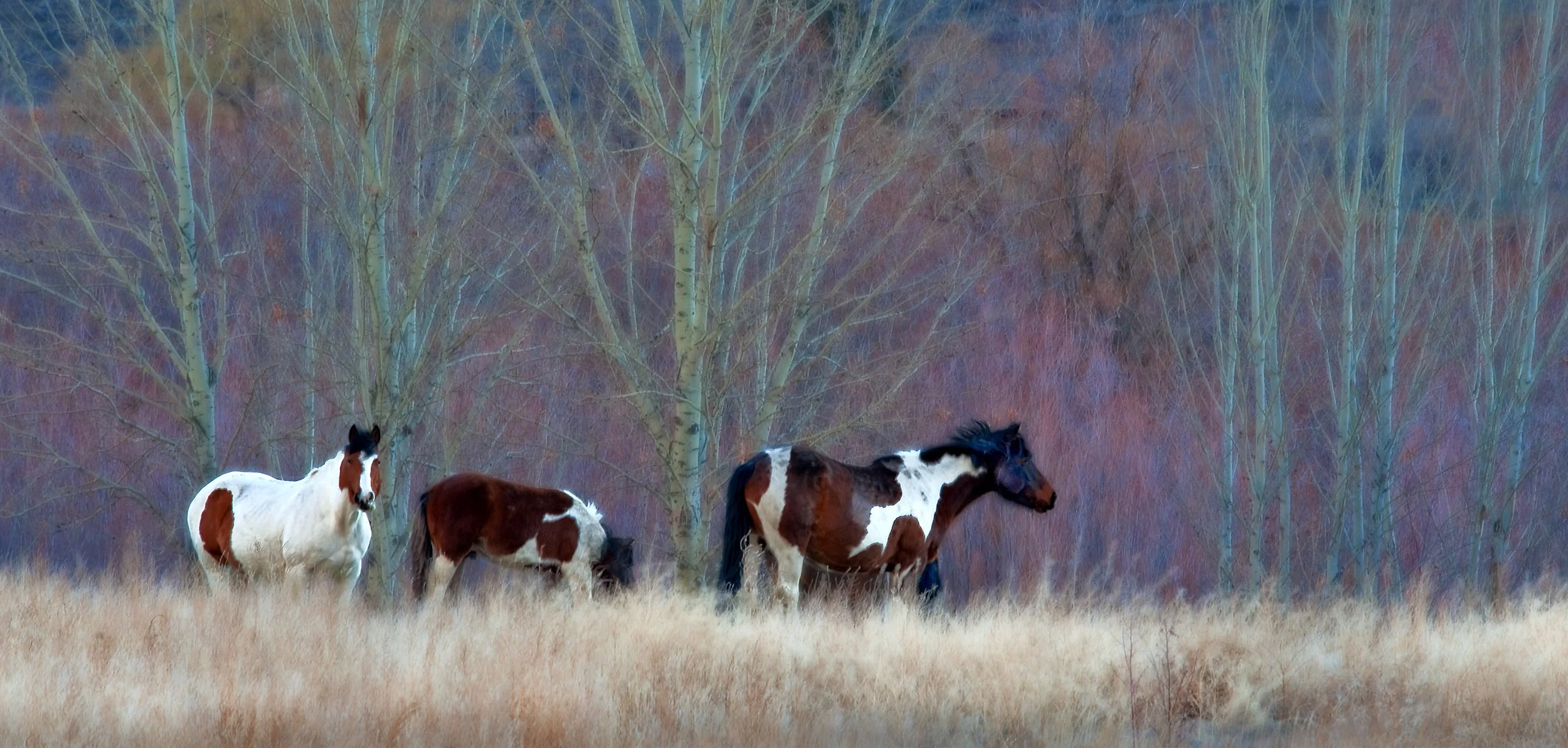 Painted Horses, Kamloops BC