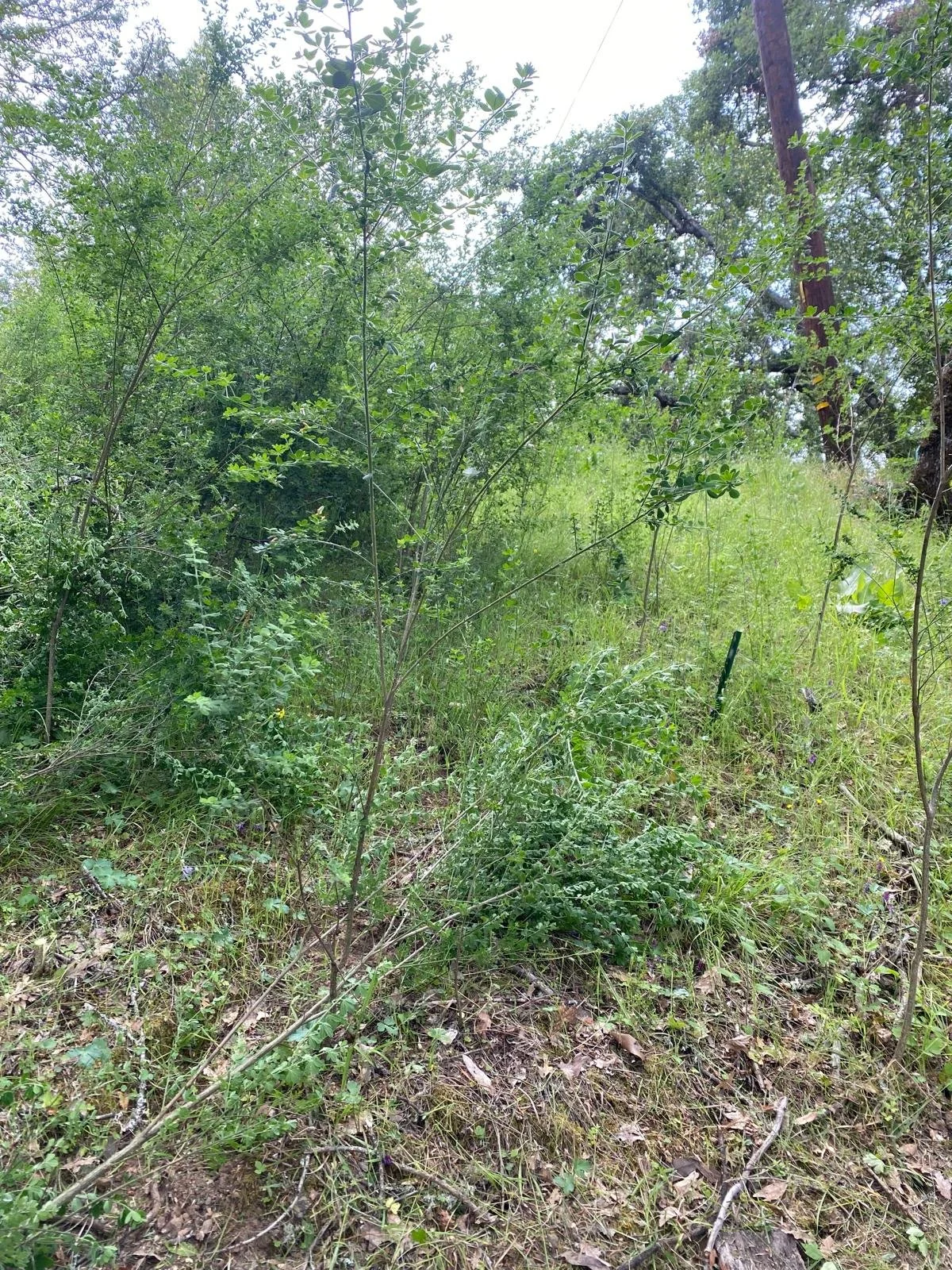 WhatsApp Image 2025-03-16 at 5.35.21 PM (1).jpeg