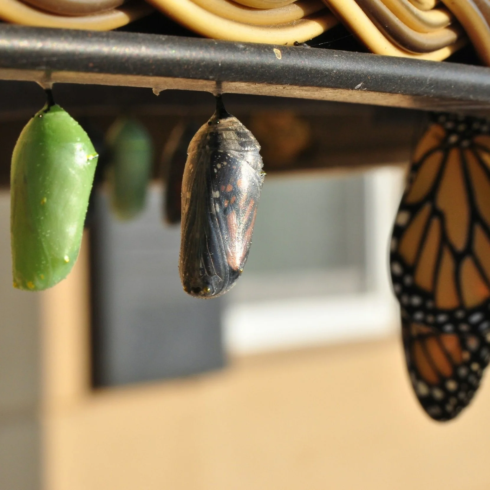 Leadership in motion: Coaching, staying close to the work, and augmenting with AI