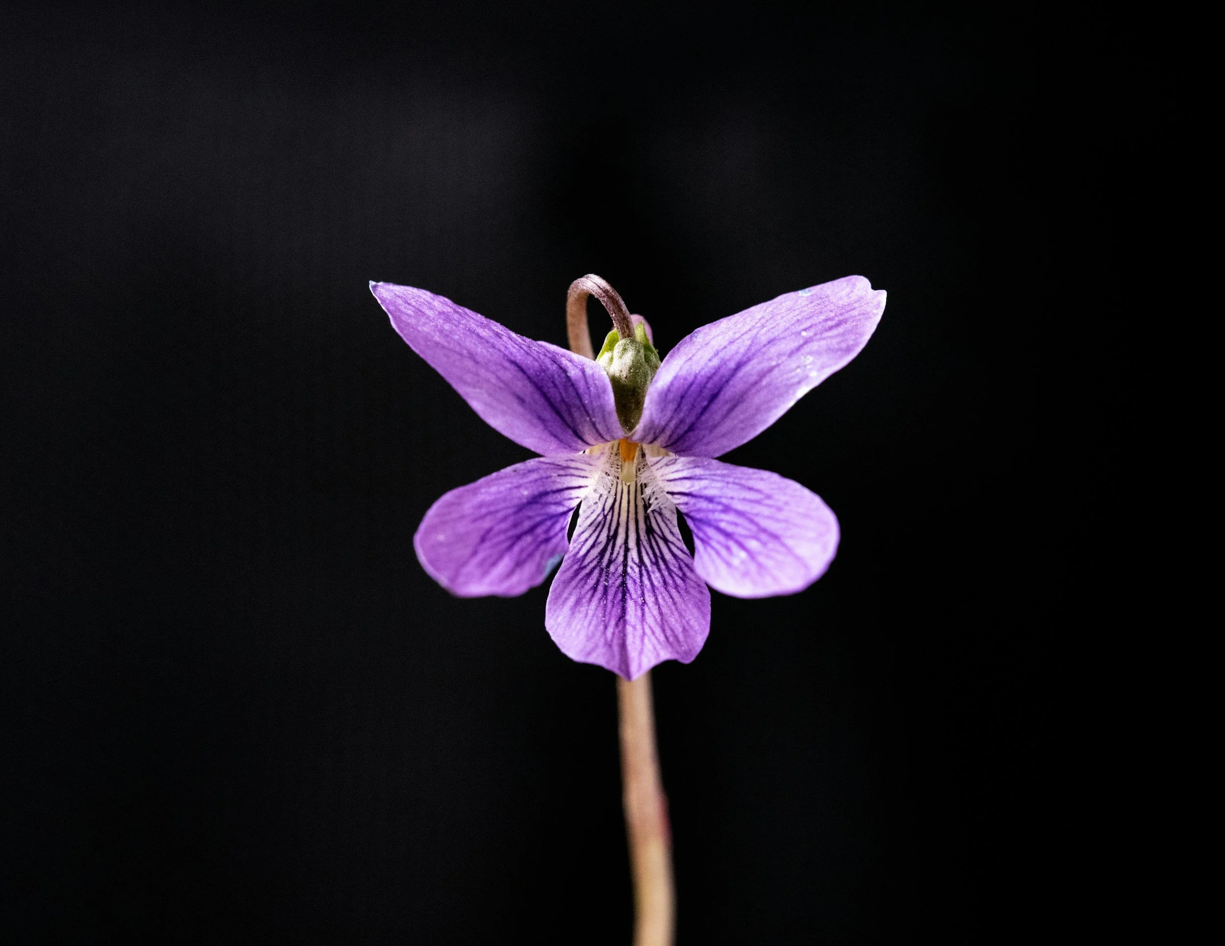 No place for shrinking violets