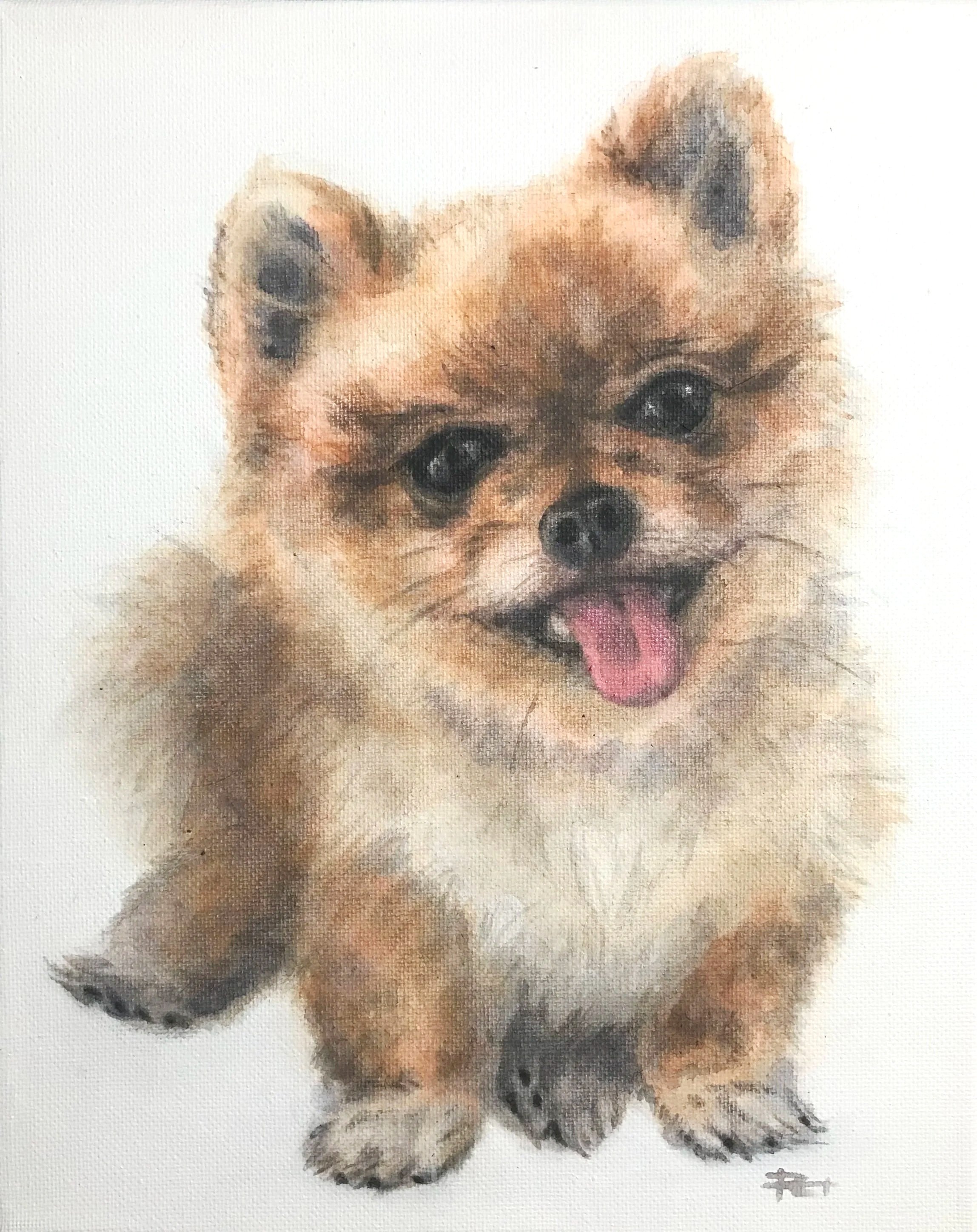 Muse&Flow Miami Art Services Commission Artist Patricia Machin book an artist  Watercolor painting of a small, fluffy pomeranian puppy with tan and black fur, looking playful with its tongue out and sitting against a white background.