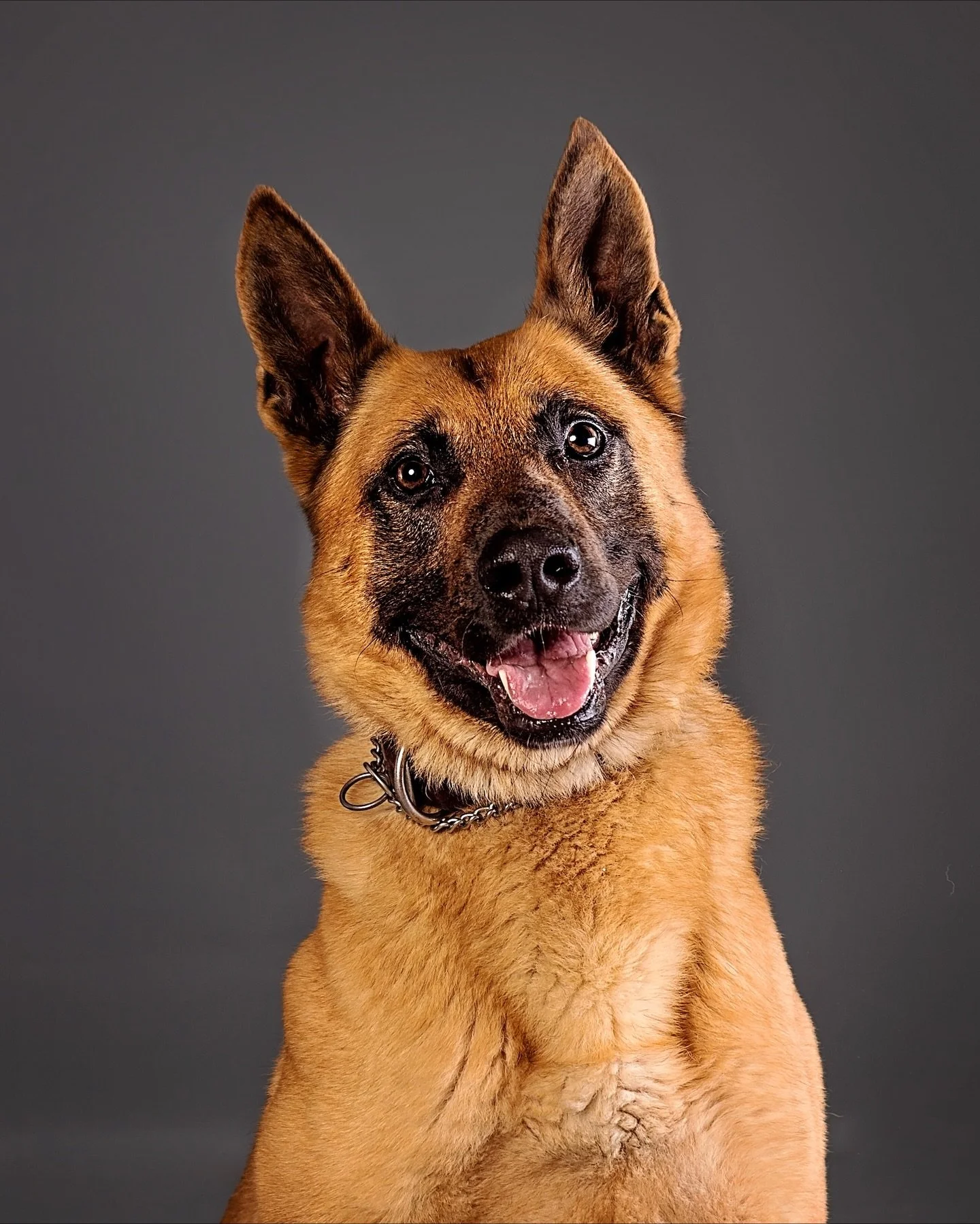 The Raleigh Police Department Foundation is deeply saddened to share the loss of two of retired K9s following unexpected medical emergencies.

Though their active service had ended, their impact never did. K9s are forever part of the RPD family, and 