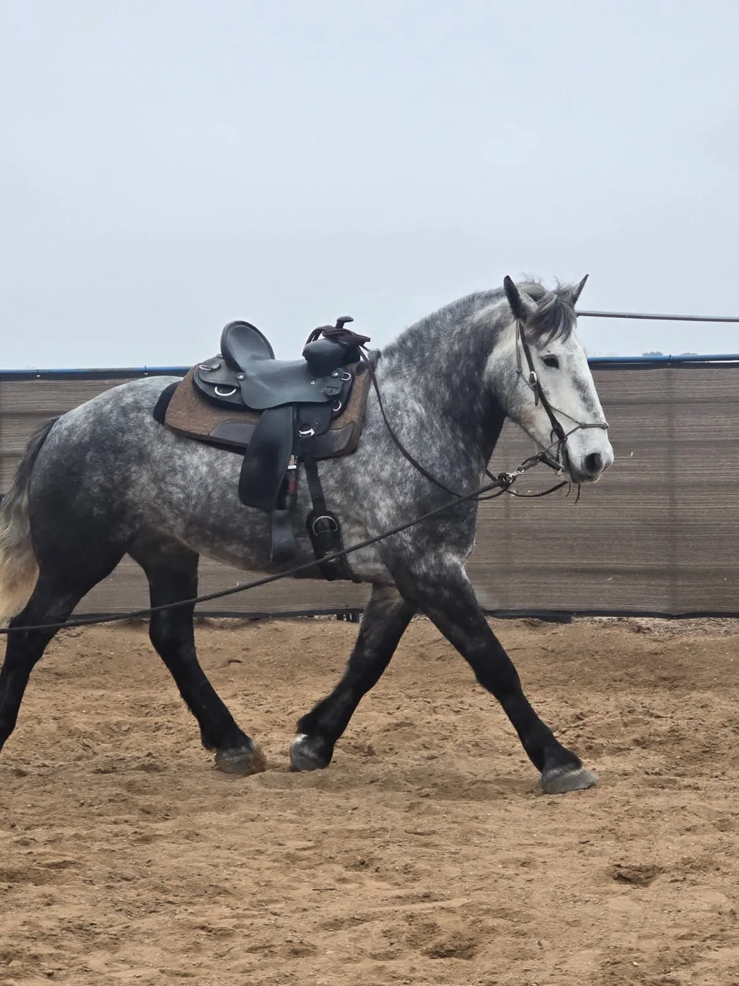 Maverick has a new wingman&hellip;

Meet Goose! The newest mounted patrol member headed to Raleigh soon! ✈️🐎

Proudly funded by RPDF 💙