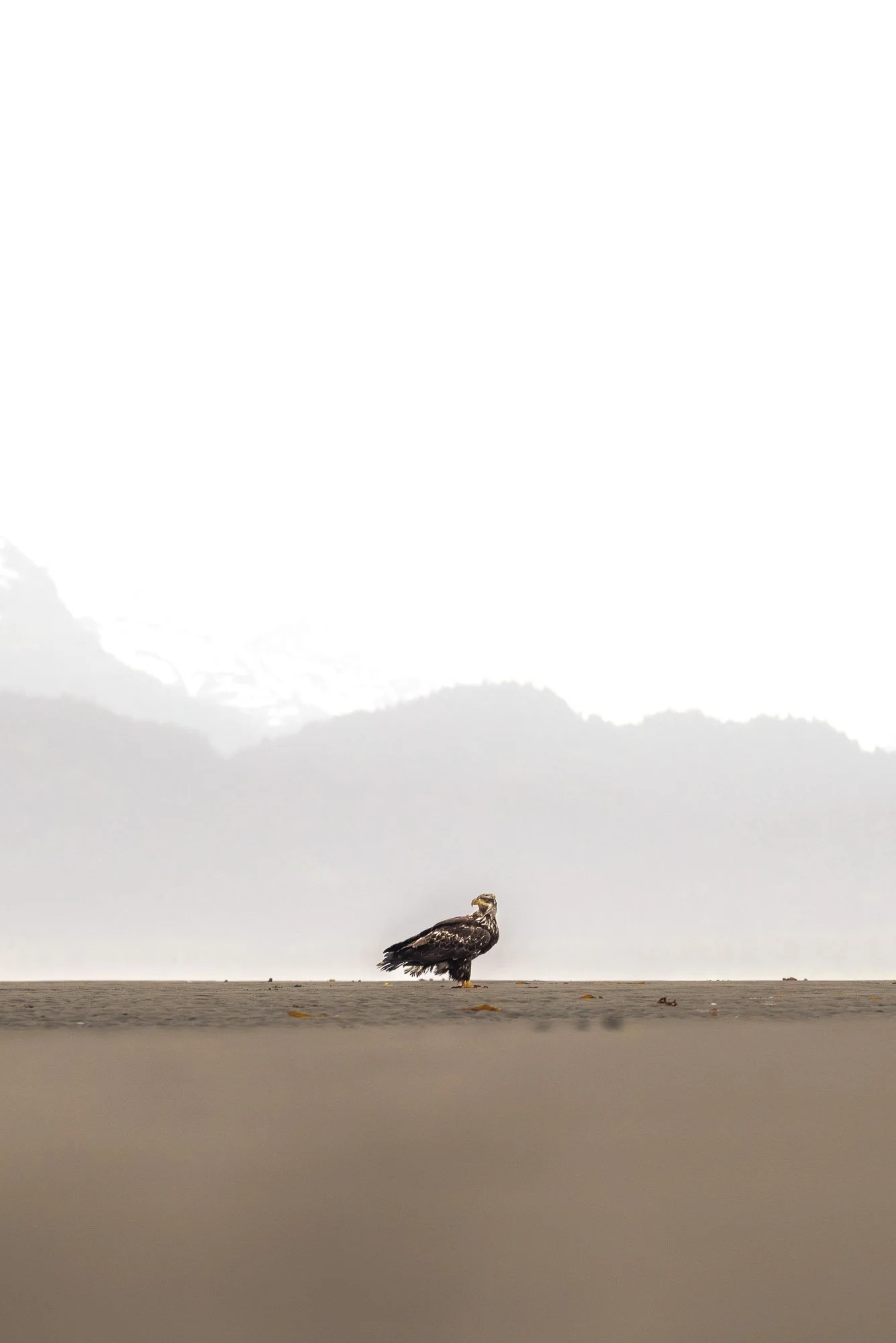 A lone bird perched on a sandy beach with misty mountains in the background.