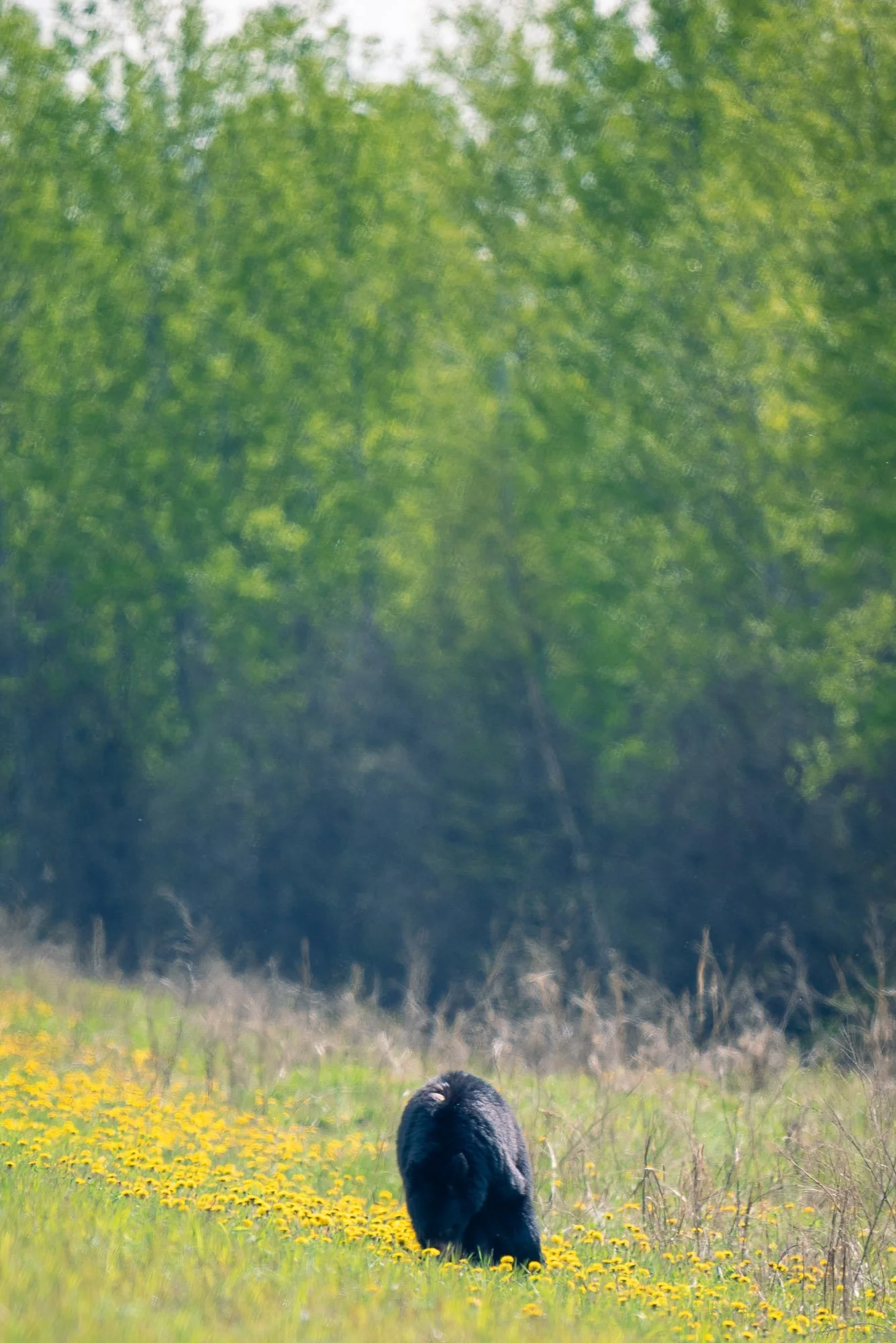 A black bear walking through a field of yellow flowers with green trees in the background.