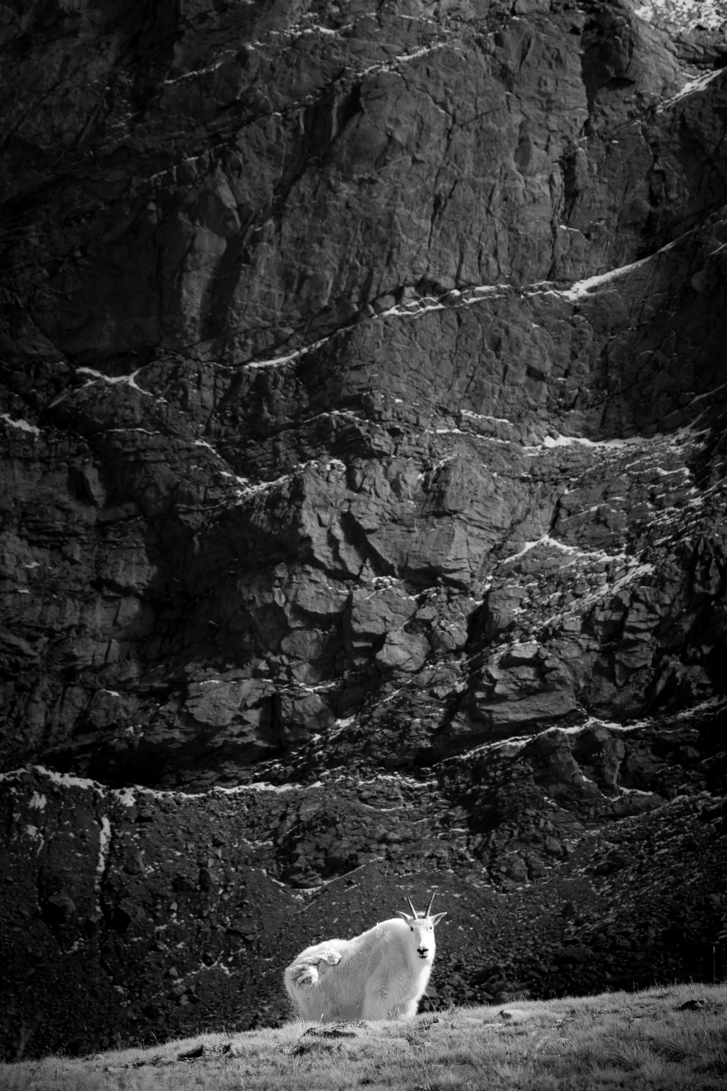 Mount Bierstadt - Colorado 2025. A mountain goat with curved horns standing on grassy terrain at the base of a large rocky mountain cliff face.