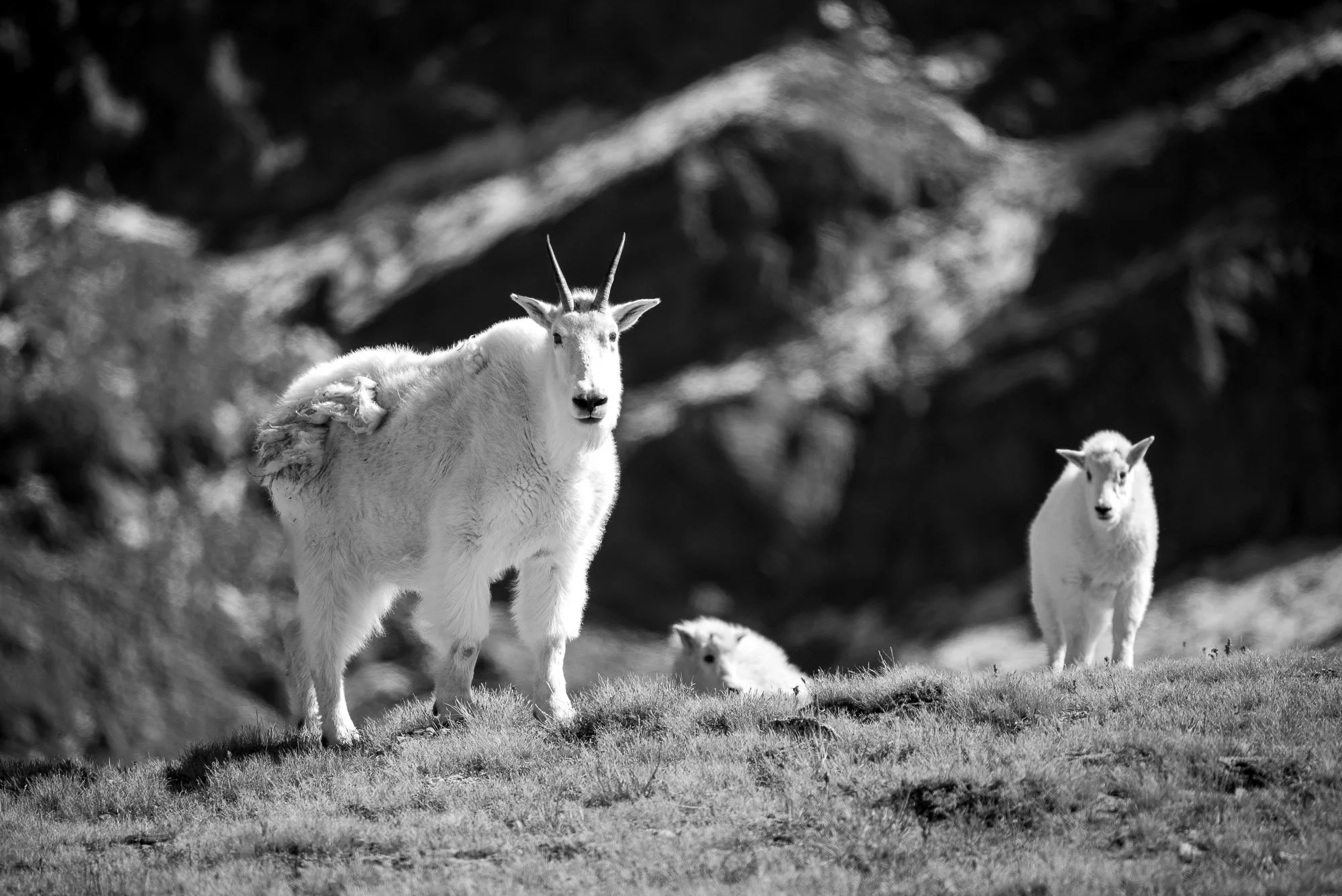 A black and white photo of a mountain goat with a calf and a kid, standing on grassy terrain with rocky mountains in the background.