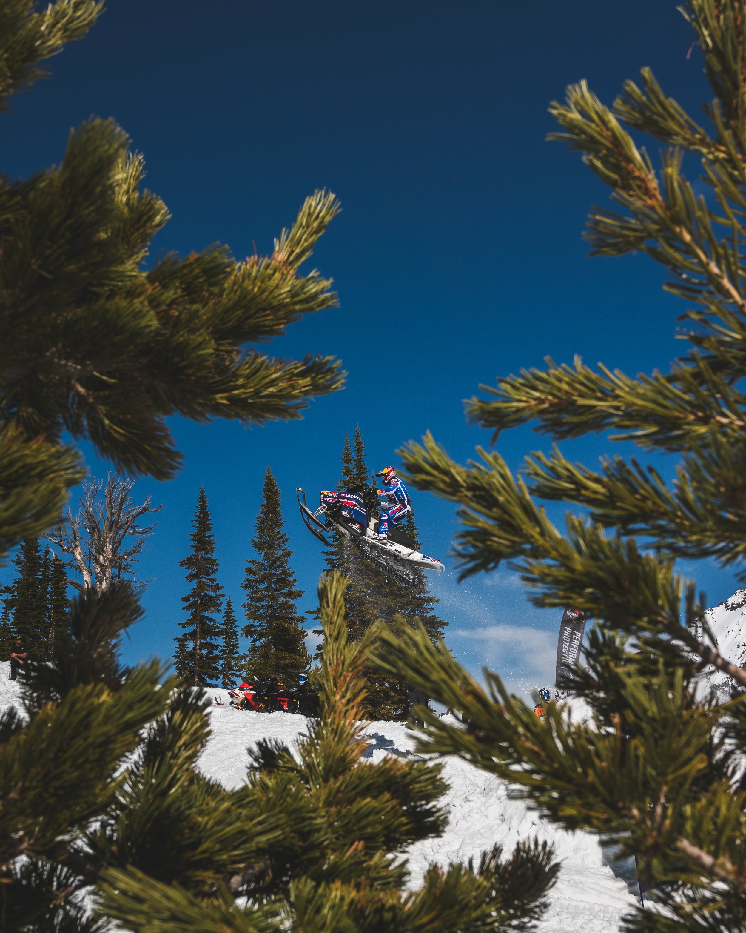 A snowmobile rider in a blue and red suit performs a jump on a snowy mountain, surrounded by tall pine trees, with clear blue sky in the background, viewed through green pine branches.