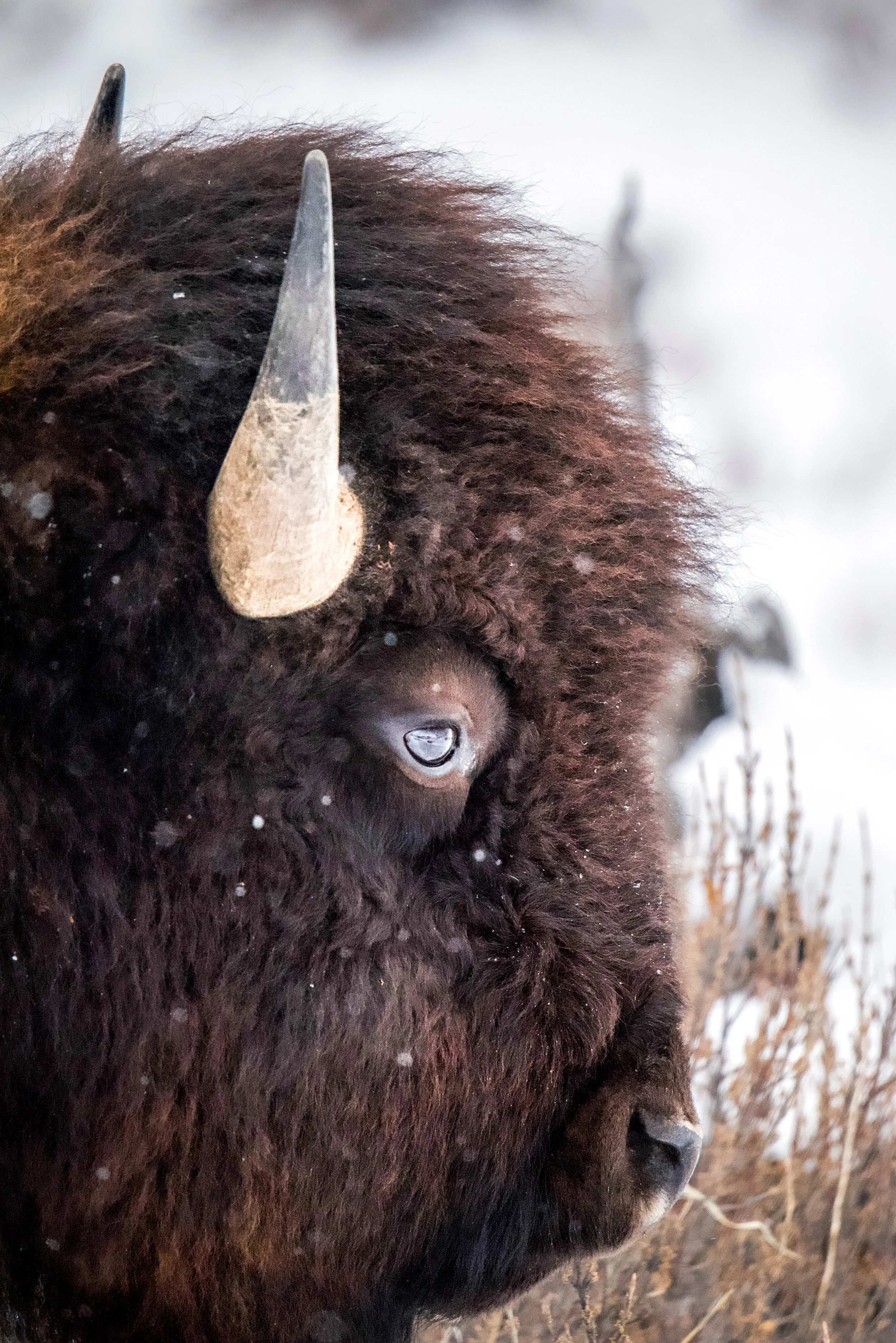 Close-up of a bison's head with thick fur, a prominent horn, and snow on its face, in a snowy landscape.