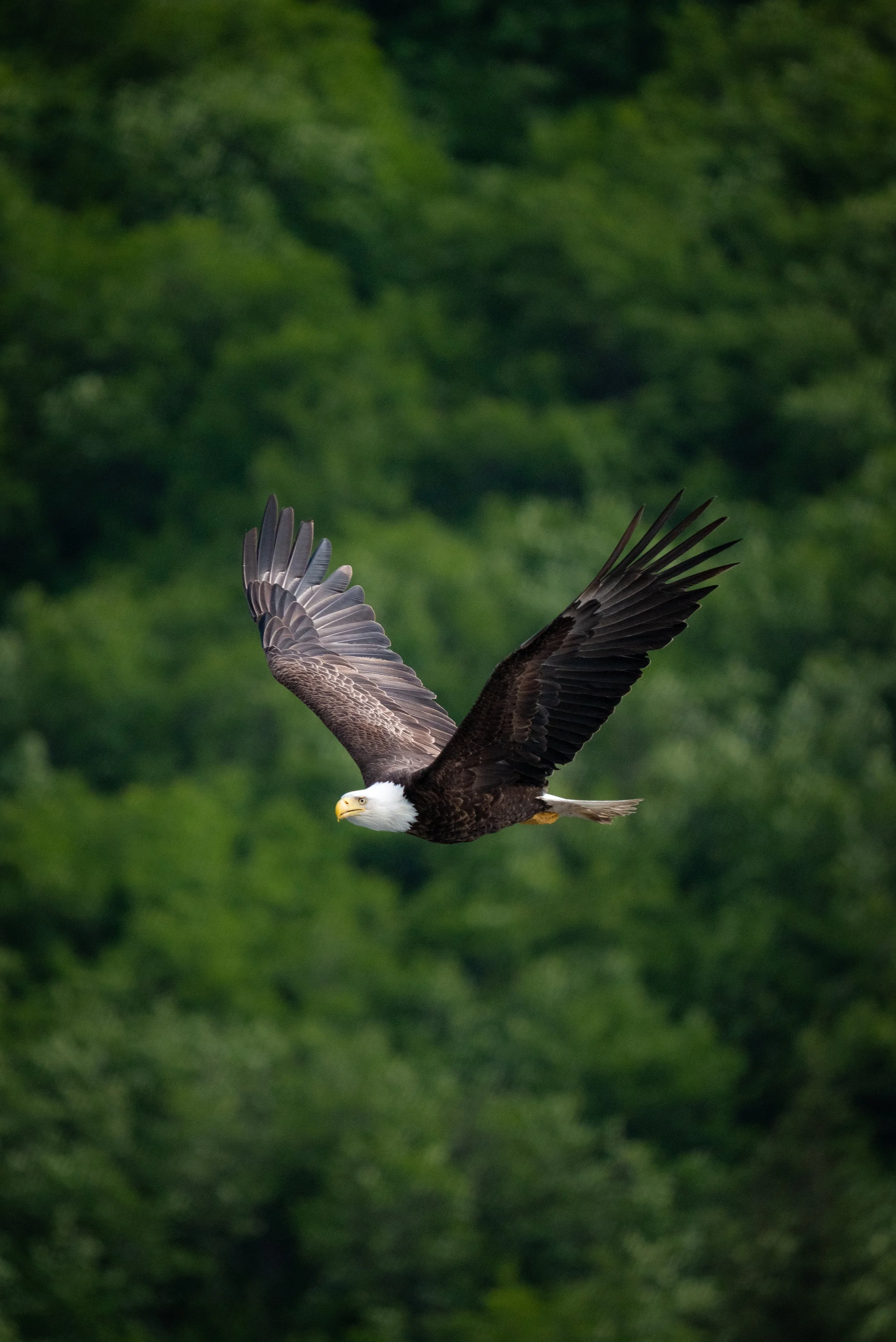 A bald eagle flying in front of a green, forested background.