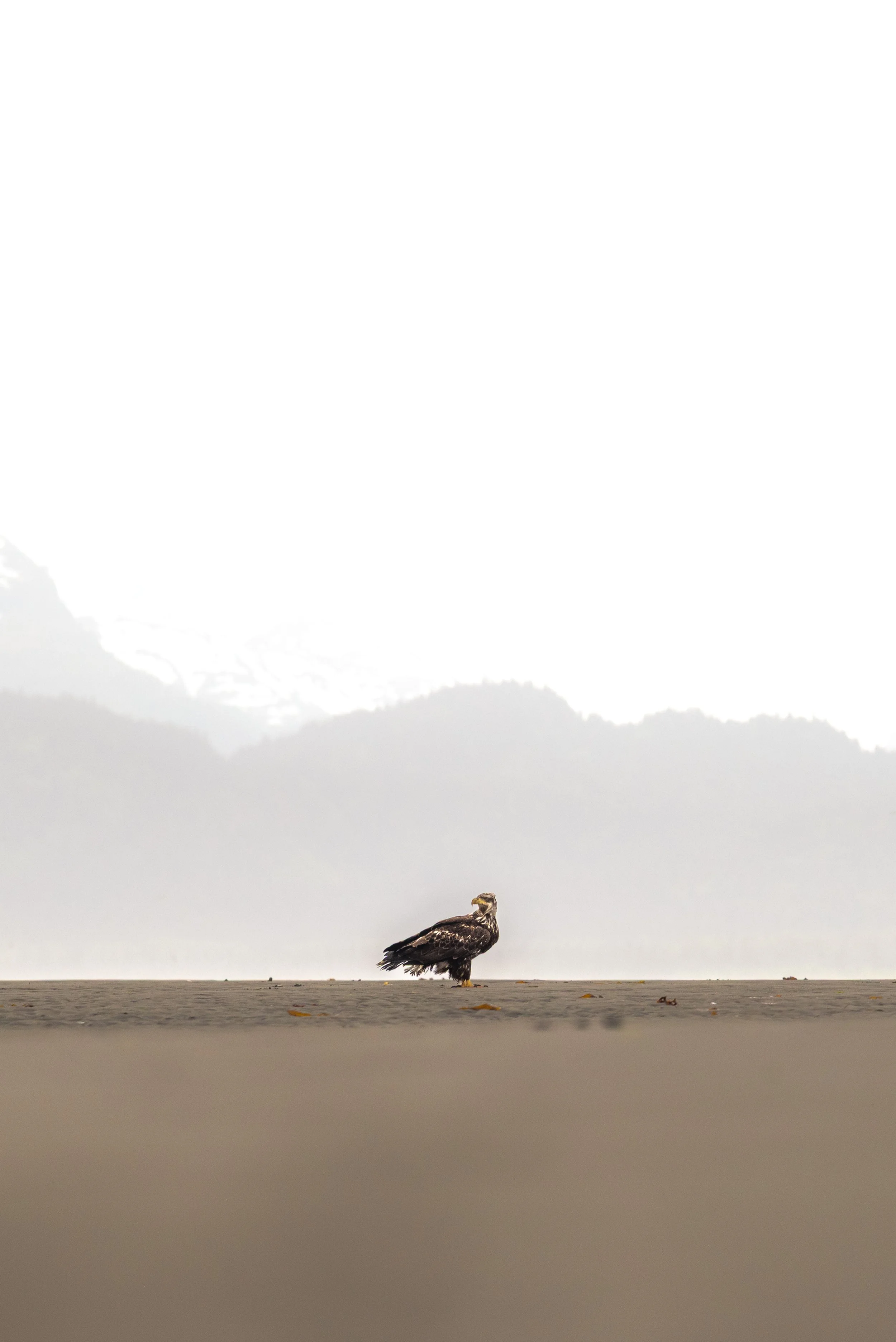 A lone bird, possibly a hawk or eagle, standing on the sandy beach with misty mountains in the background.