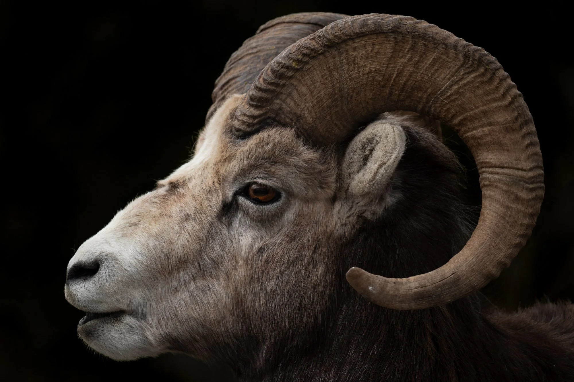 Close-up of a ram with large, curled horns and brown eyes, against a dark background.
