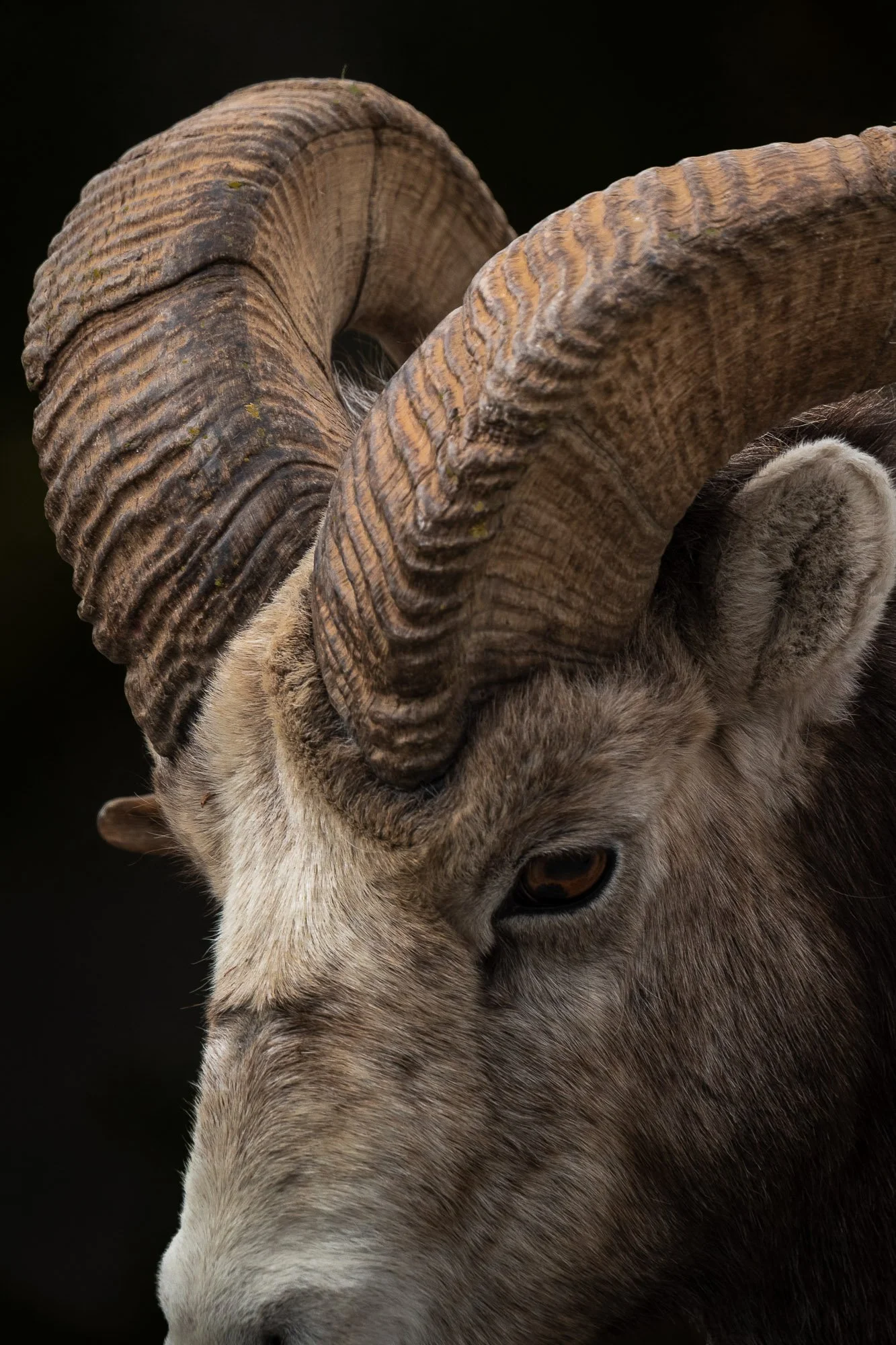 Close-up of a ram's head, showing large, curved, ridged horns and a greyish-brown face.