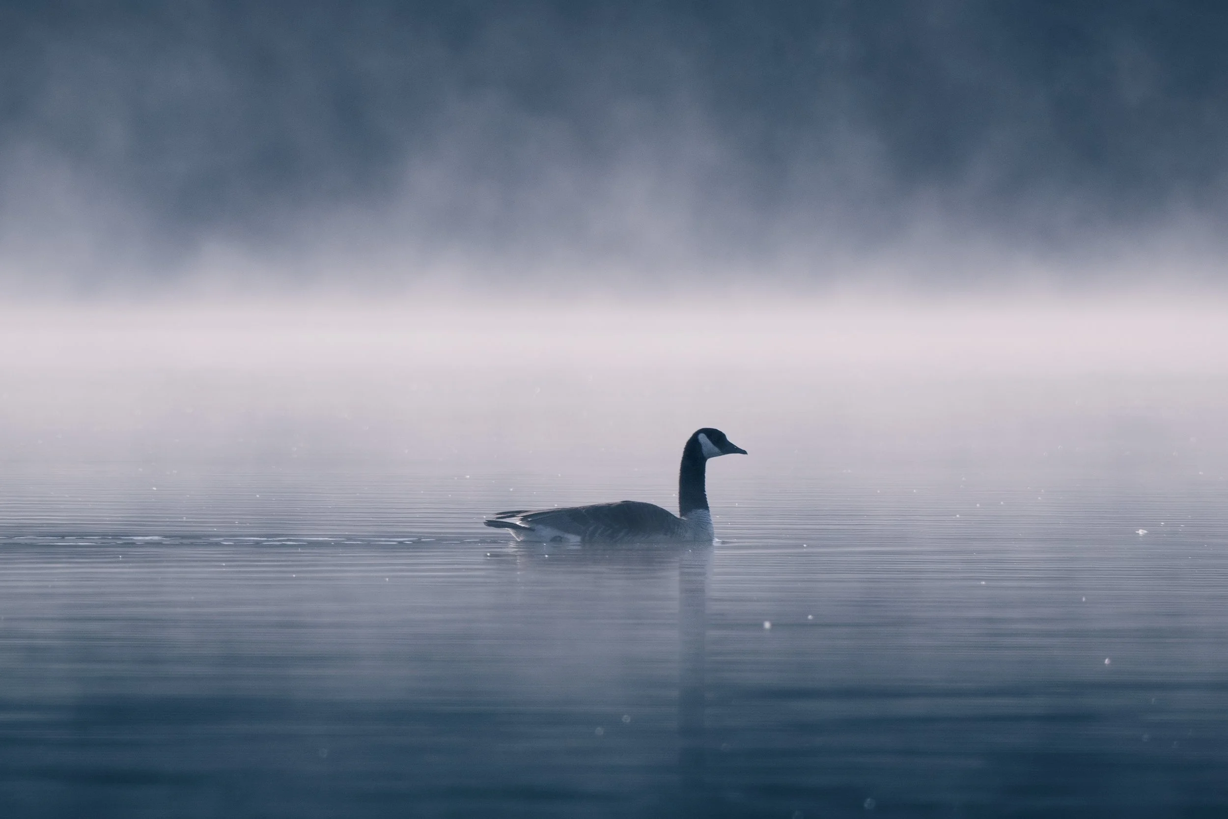 A lone Canada goose swimming in a calm, misty lake with fog and distant trees in the background.