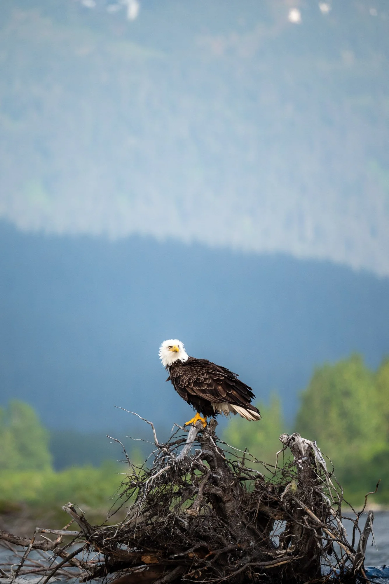 Bald eagle perched on a nest of sticks and roots near water, with a green wooded area and misty mountains in the background.